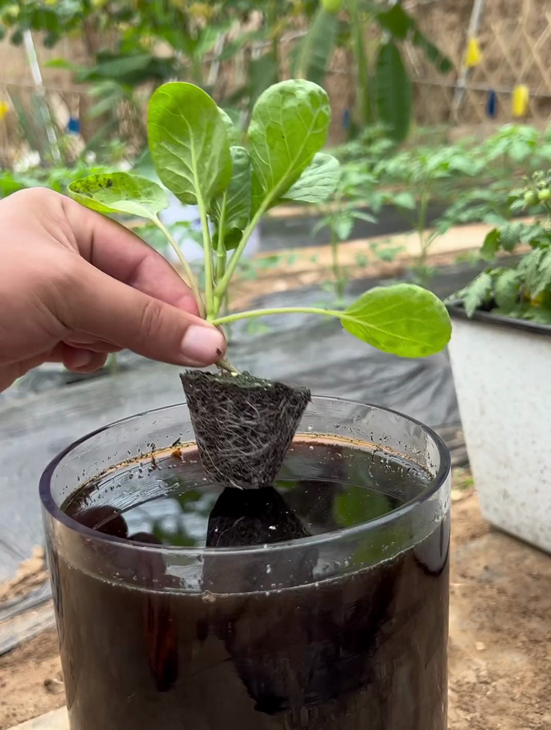 为什么扦插要用生根剂呢