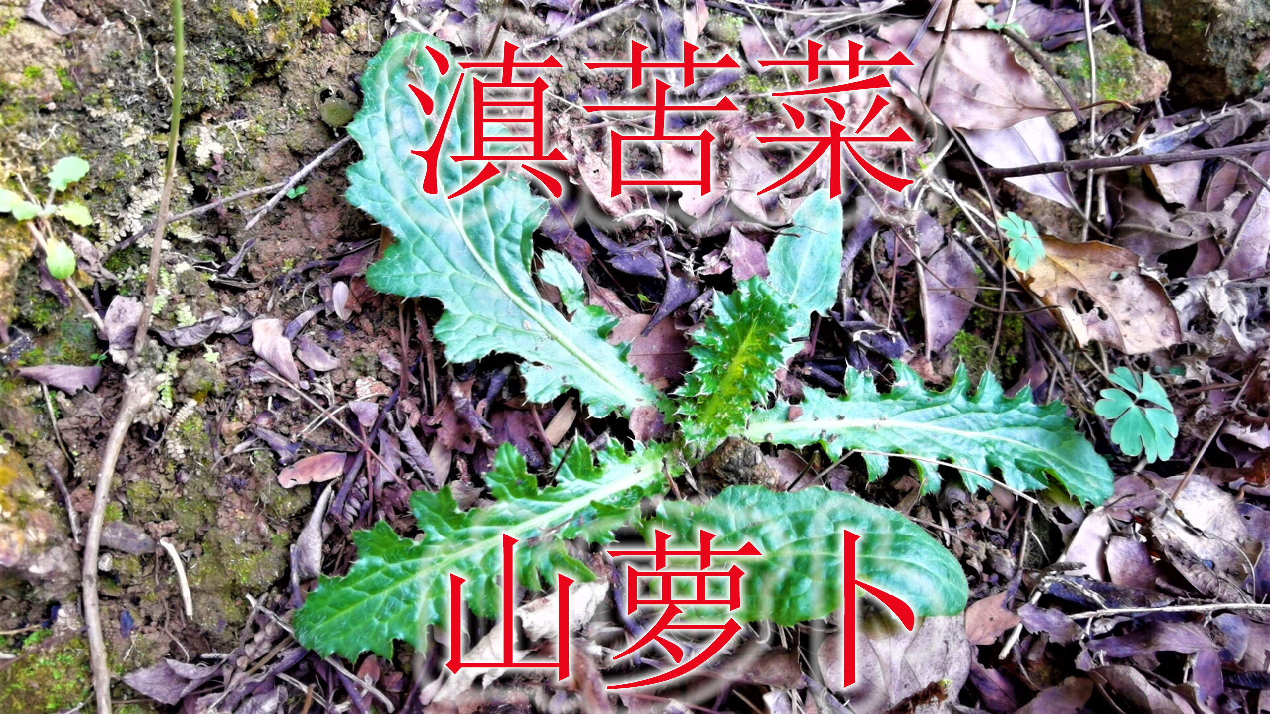山货野菜30元每斤,植物学名“花叶滇苦菜”,好处很多人不知道