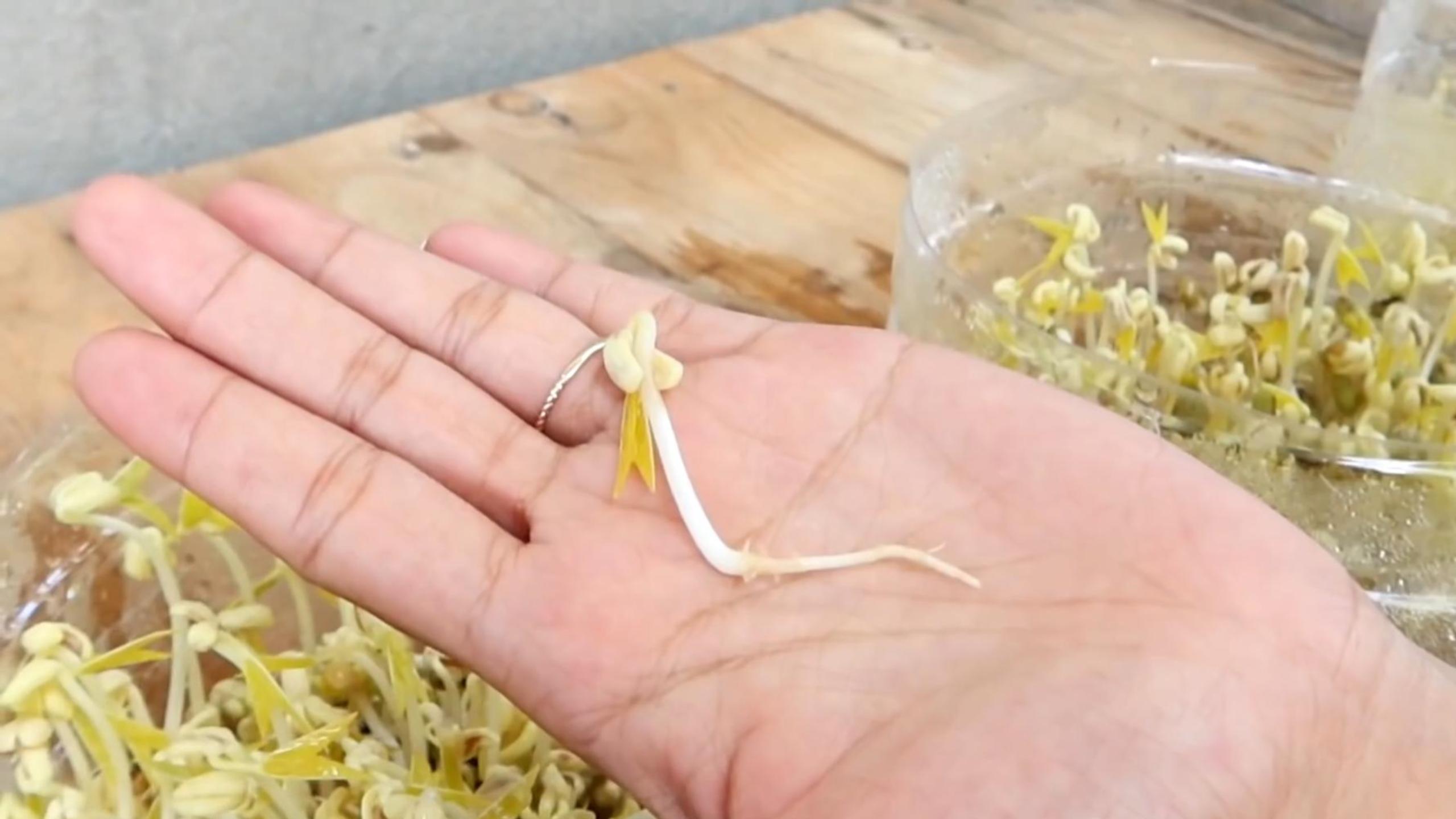 怎样在家无土栽培绿豆芽?3分钟教会你,方法简单靠谱健康!