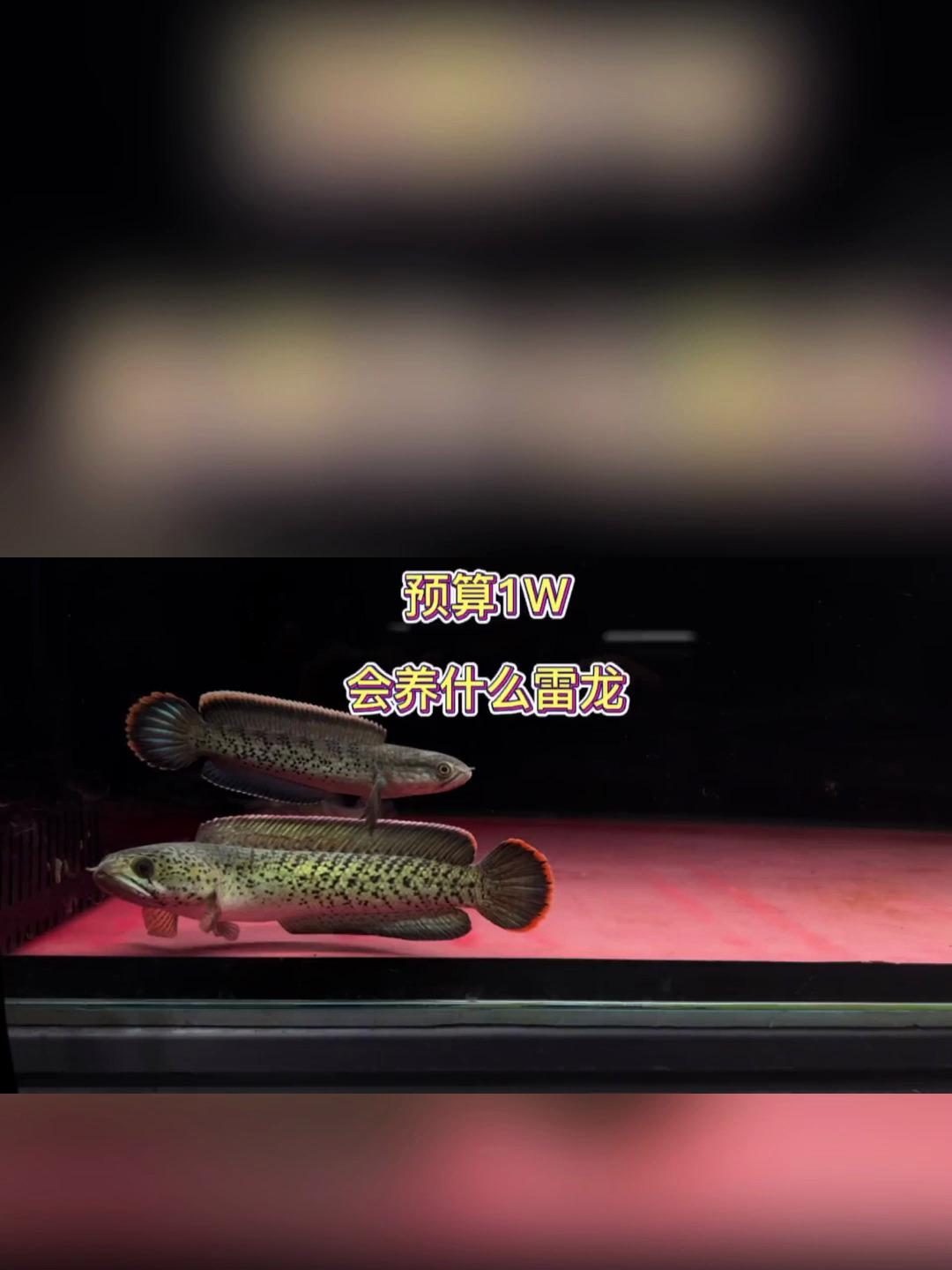 预算1w 会养什么雷龙鱼