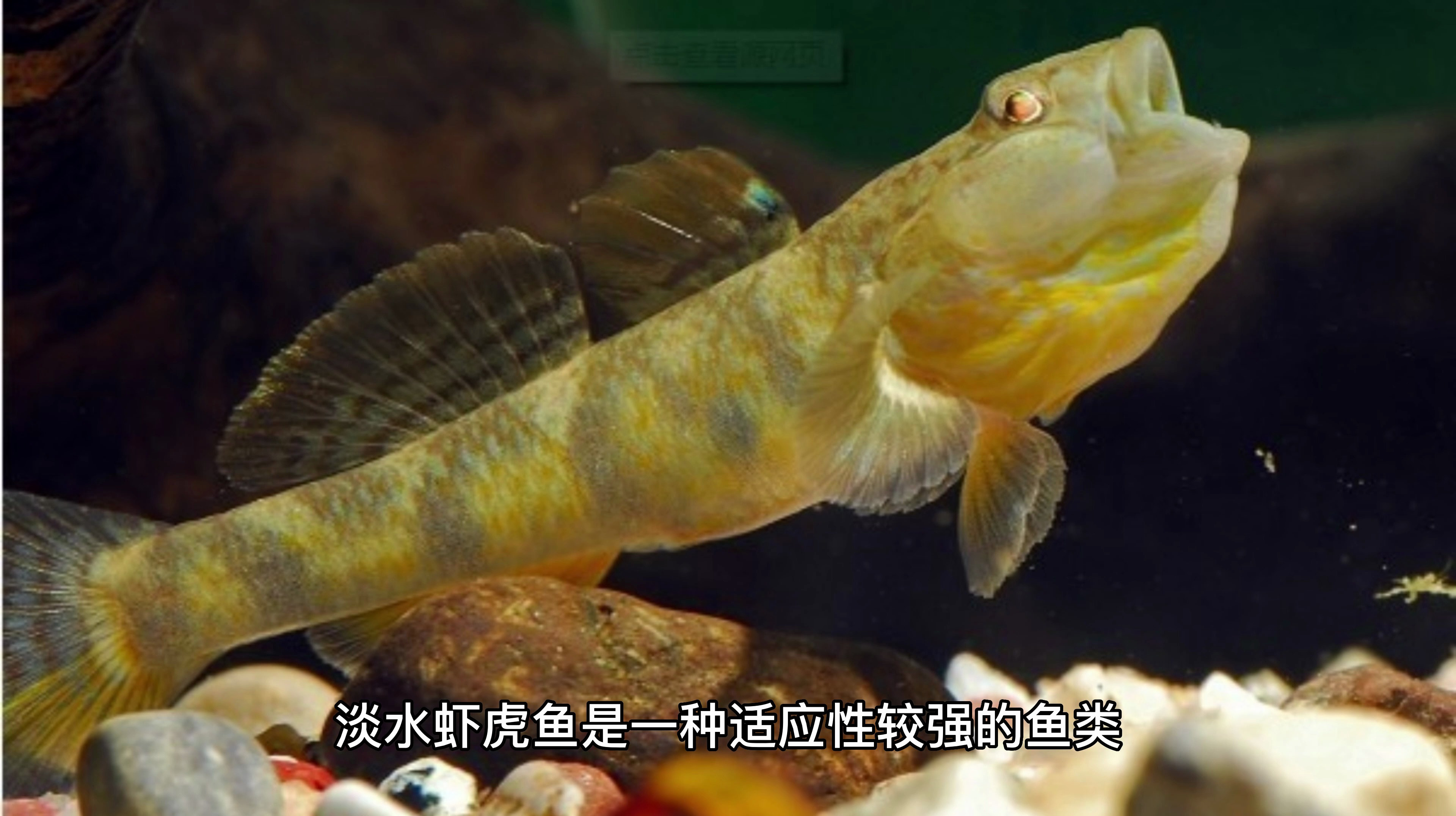 淡水虾虎鱼怎么养