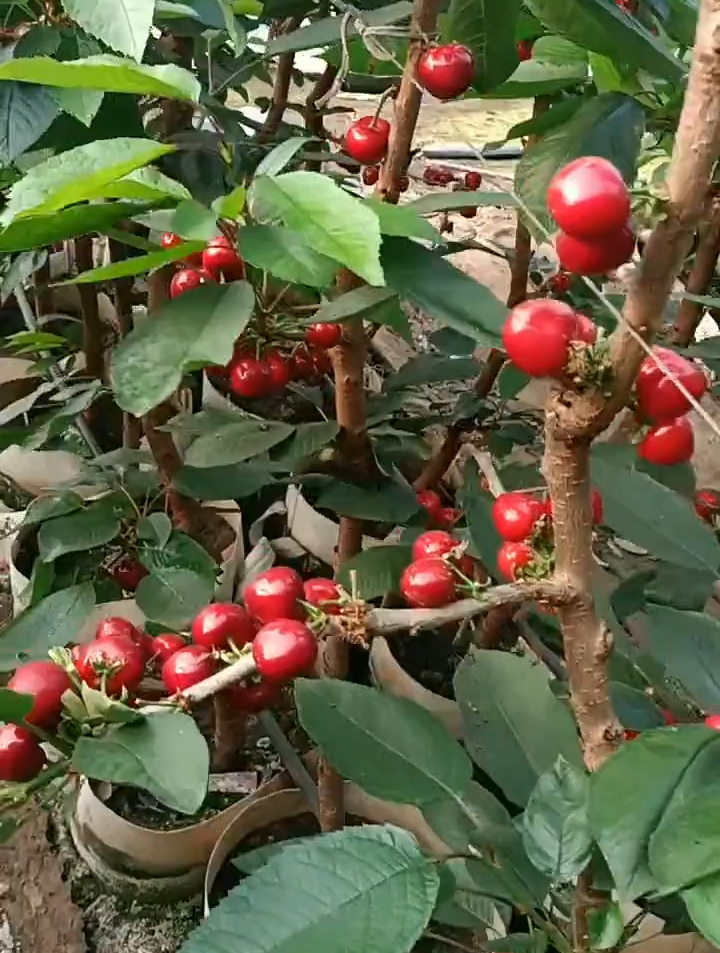 一根棍桑德拉玫瑰樱桃树苗报价 桑德拉玫瑰樱桃树结果表现-度小视