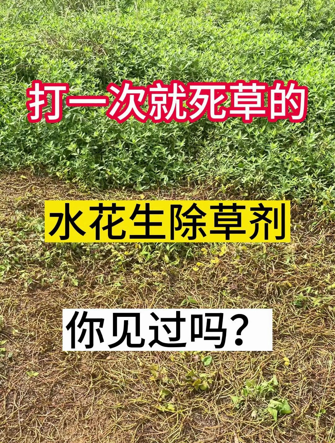 打一次就死草的水花生除草剂你见过吗?10秒视频,告诉你