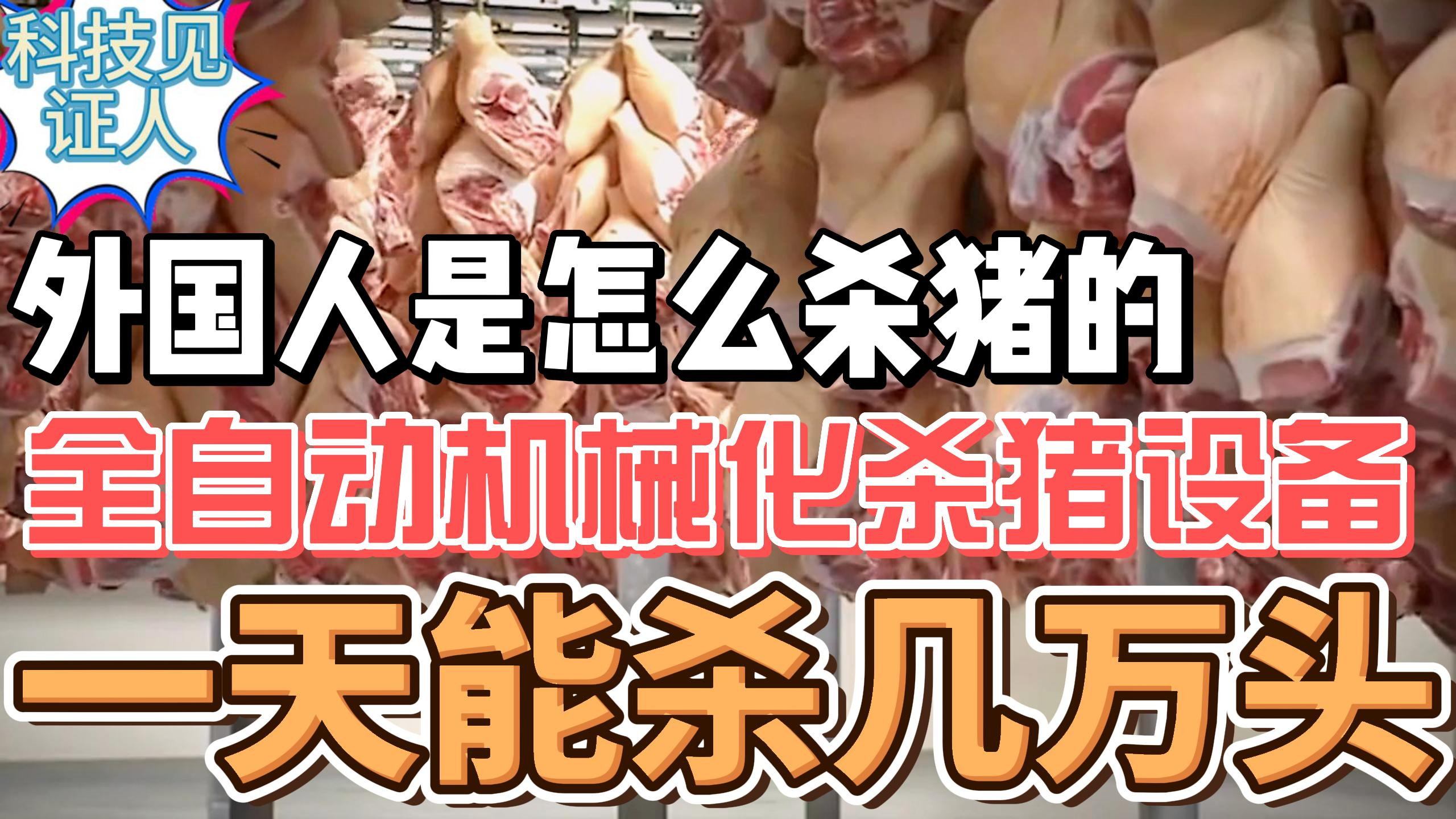 外国人是怎么杀猪的?全自动机械化杀猪设备,一天能杀几万头