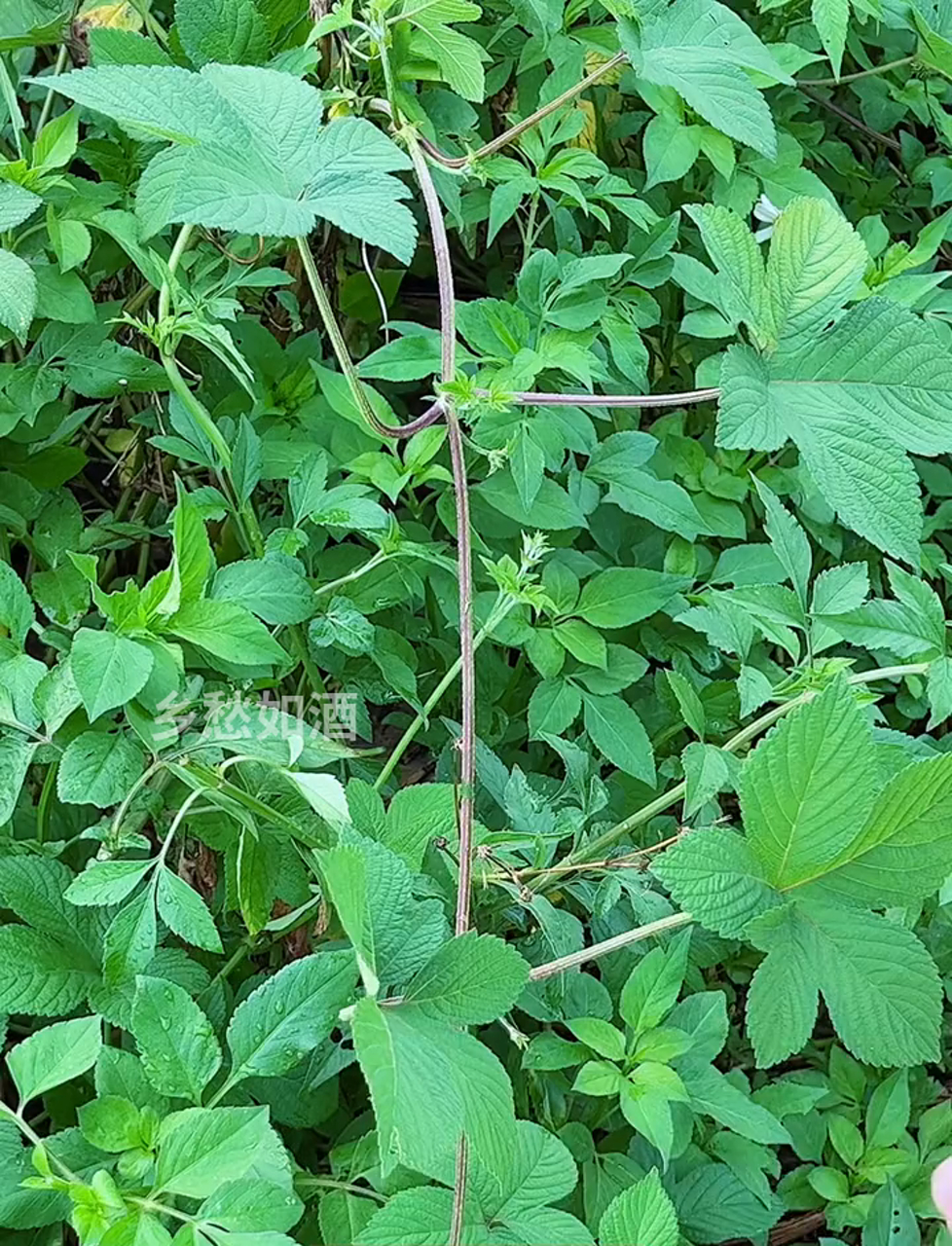 拉拉秧,也叫做割人藤,你知道不?