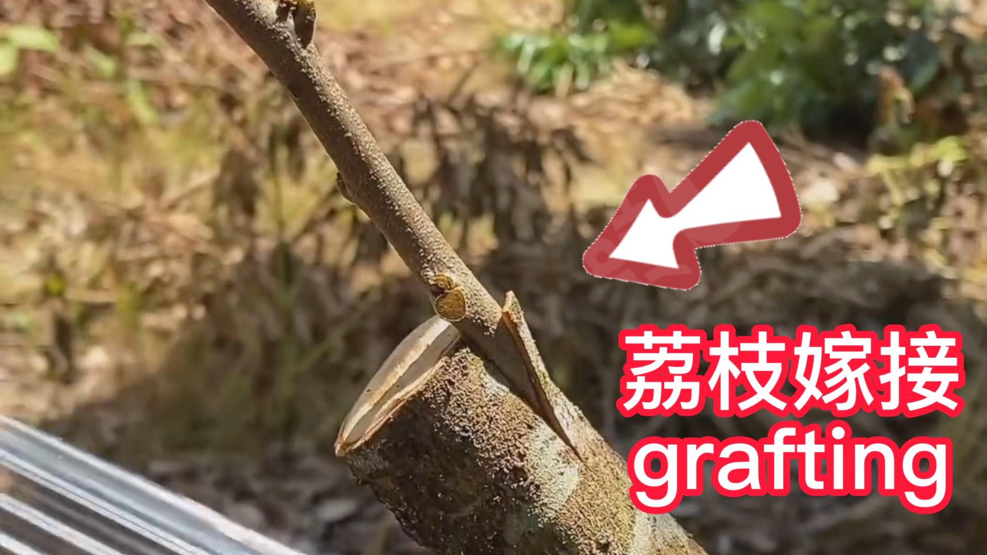荔枝挑皮嫁接的操作过程,简单易学,成活率高