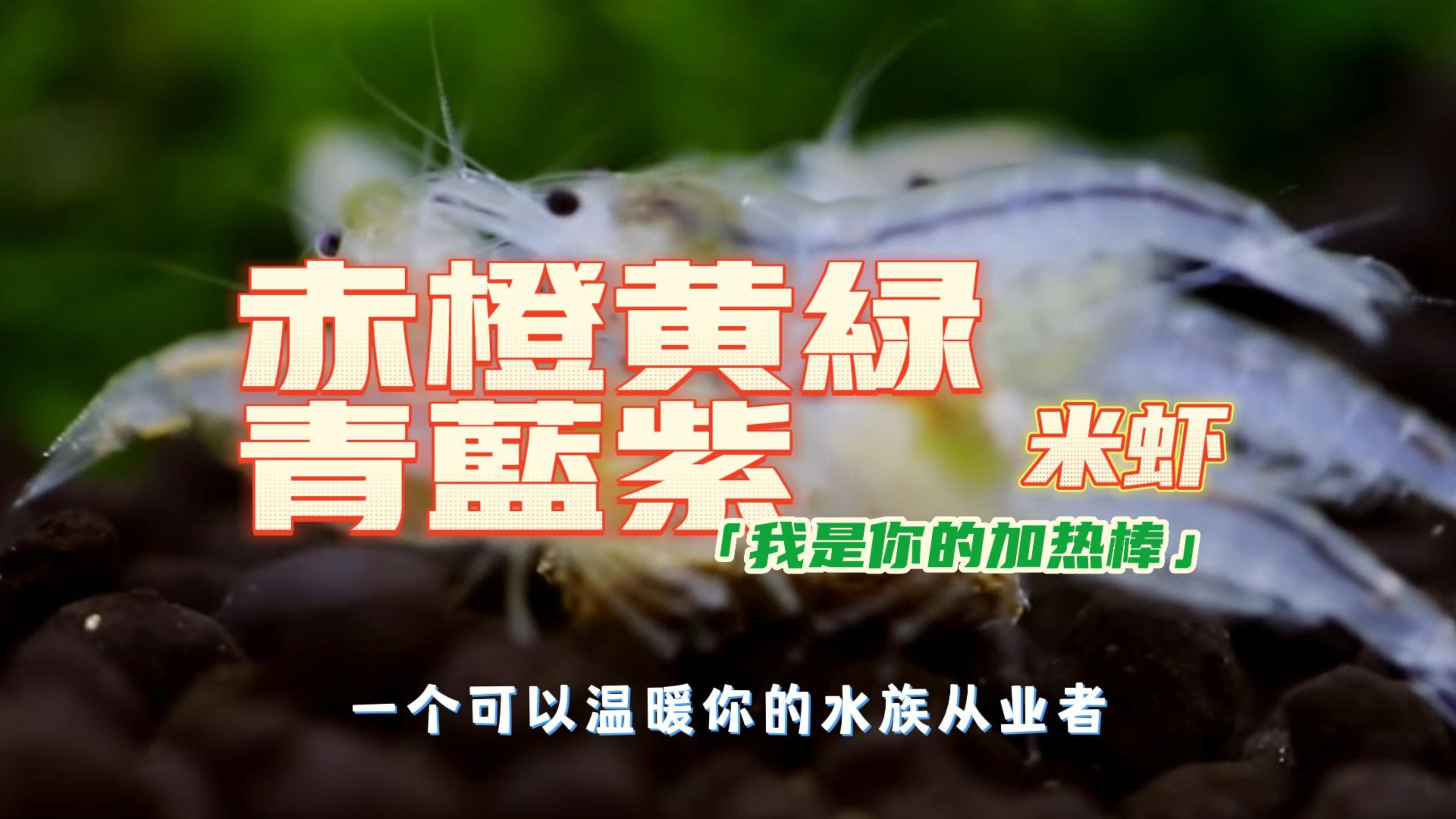 草缸中的精灵六种纯色小米虾