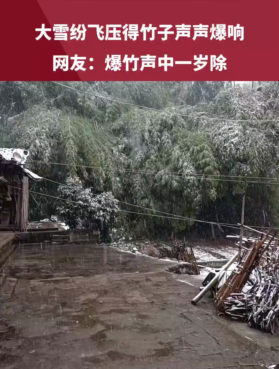 雪压竹子图片