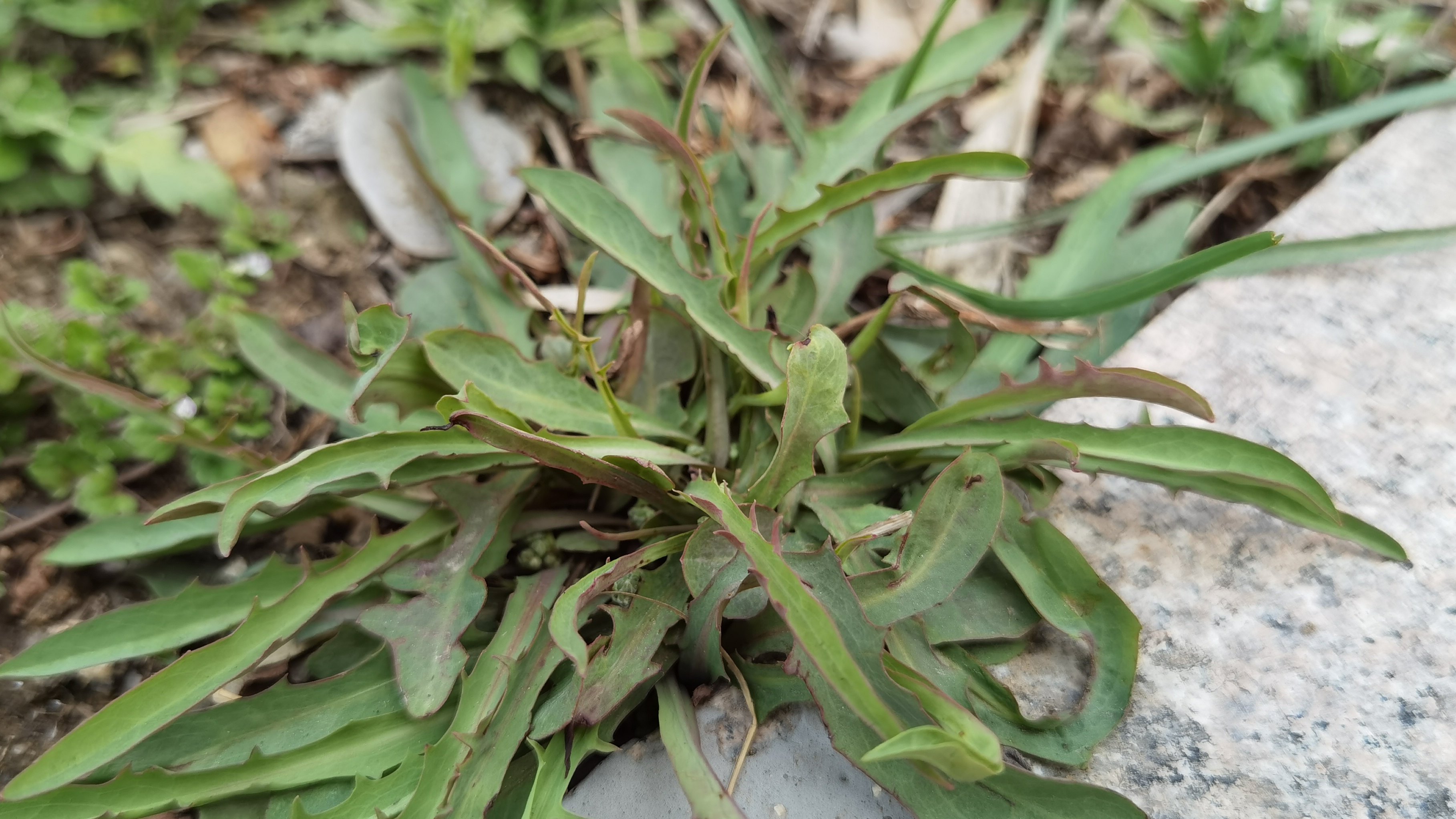 别拿苦菜当野草了，摘回家包饺子吃，鲜美多汁，营养好吃不上火！