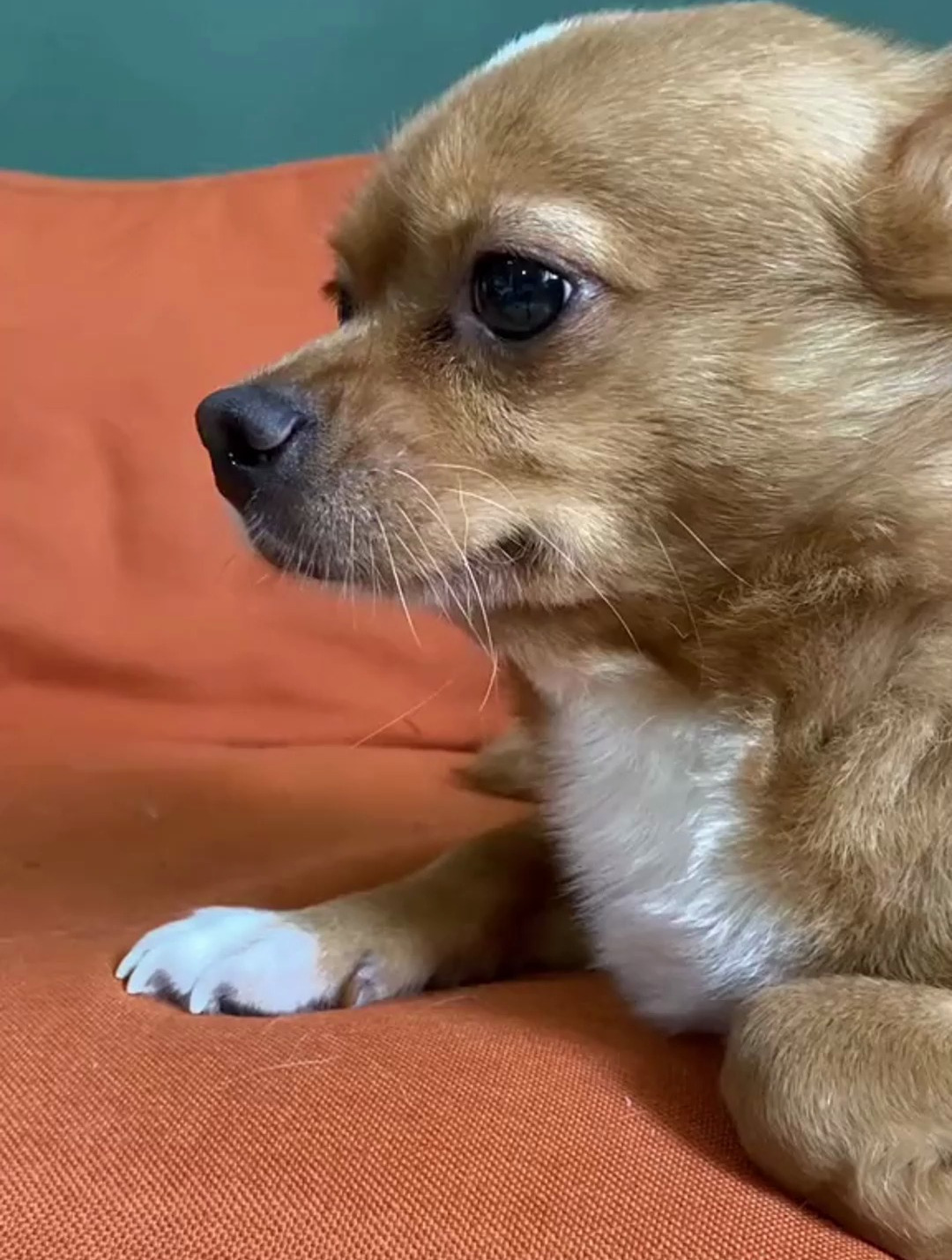 变身怎么能少了哈尼