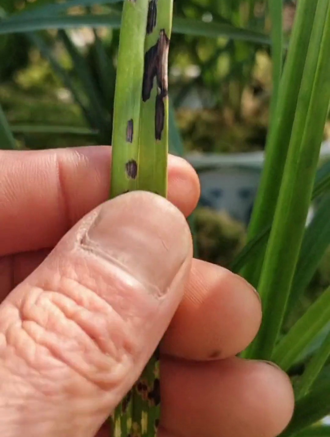 兰花黑斑,锈病,焦尖,修剪后用黑斑专用,一个月喷两三次!