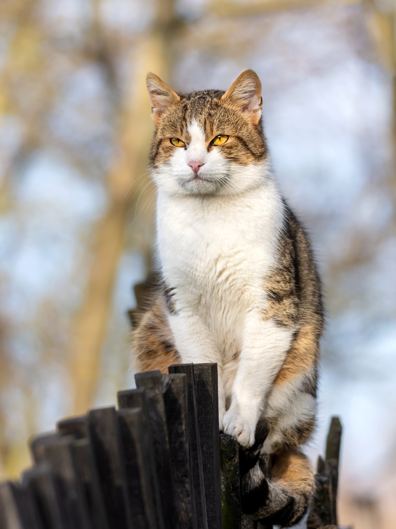 小花猫第一次来到外面的世界,是什么心情
