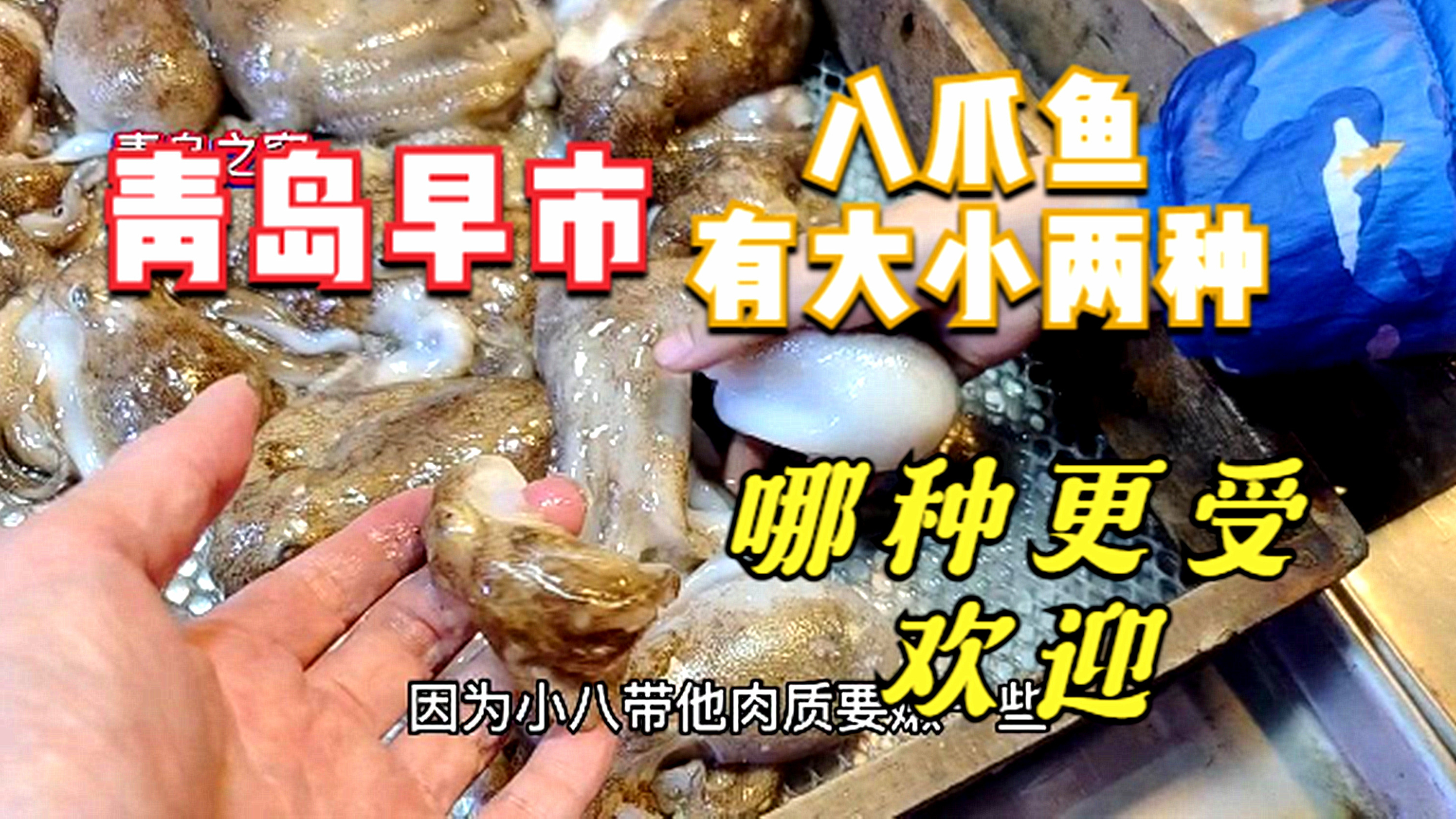 青岛早市,大小两种八爪鱼价格都一样,哪一种更受市民欢迎呢?