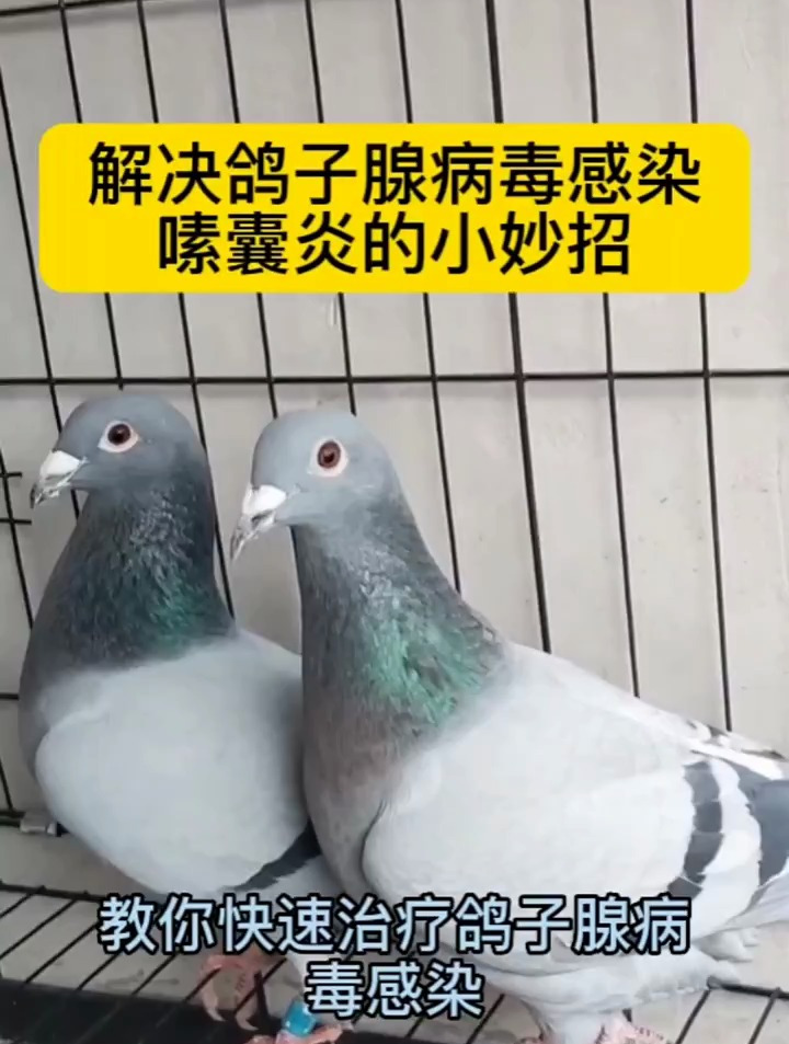解决鸽子腺病毒感染嗉囊炎的小妙招