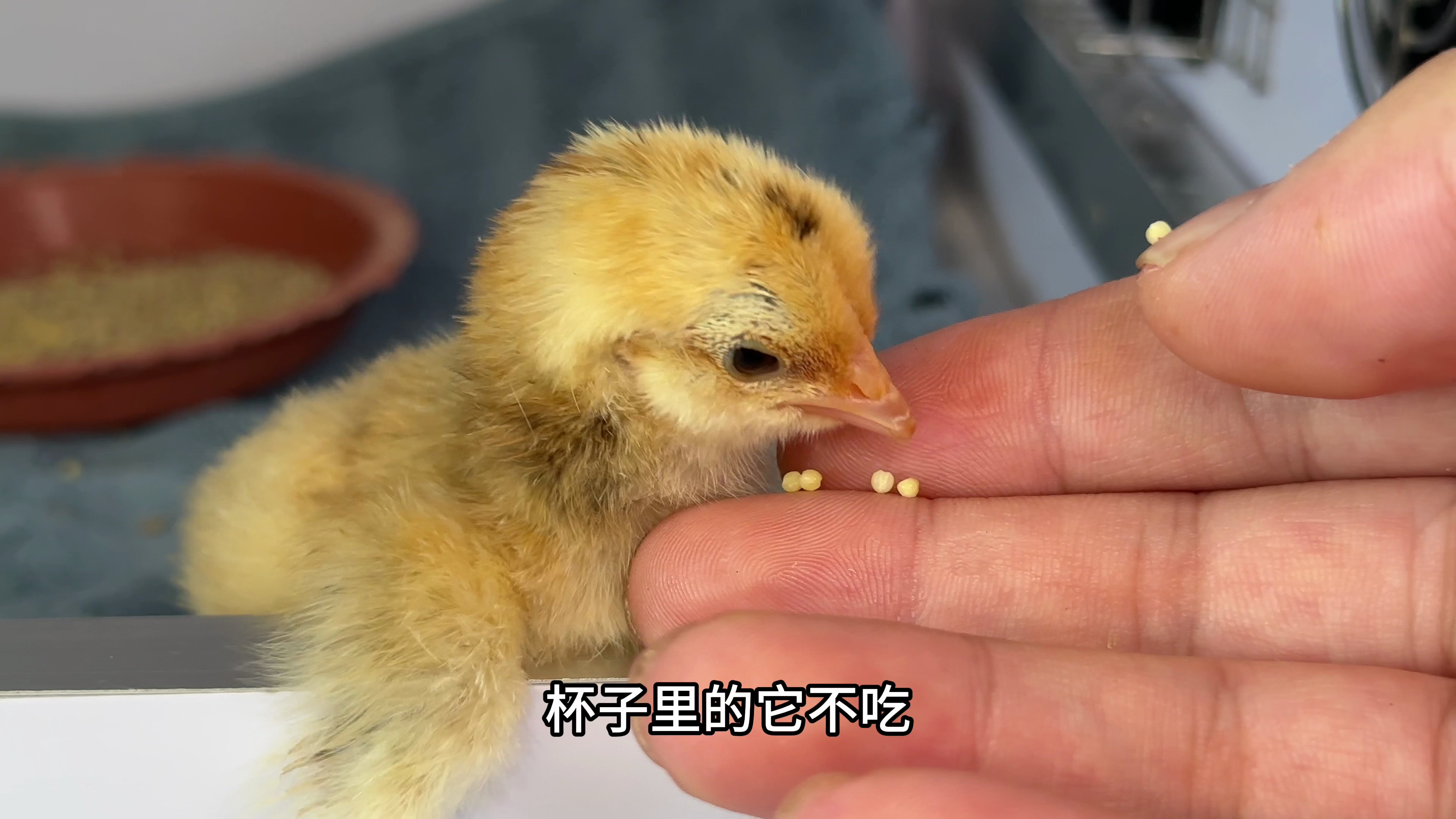 已经出壳24小时，开始第一次给小鸡喂小米