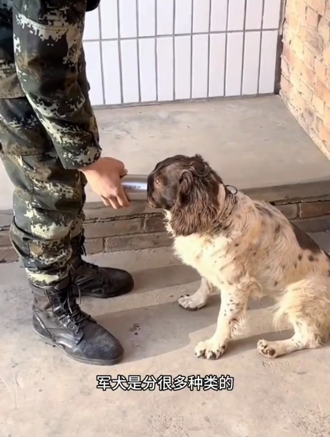 为什么军犬不能和训导员一起退役?