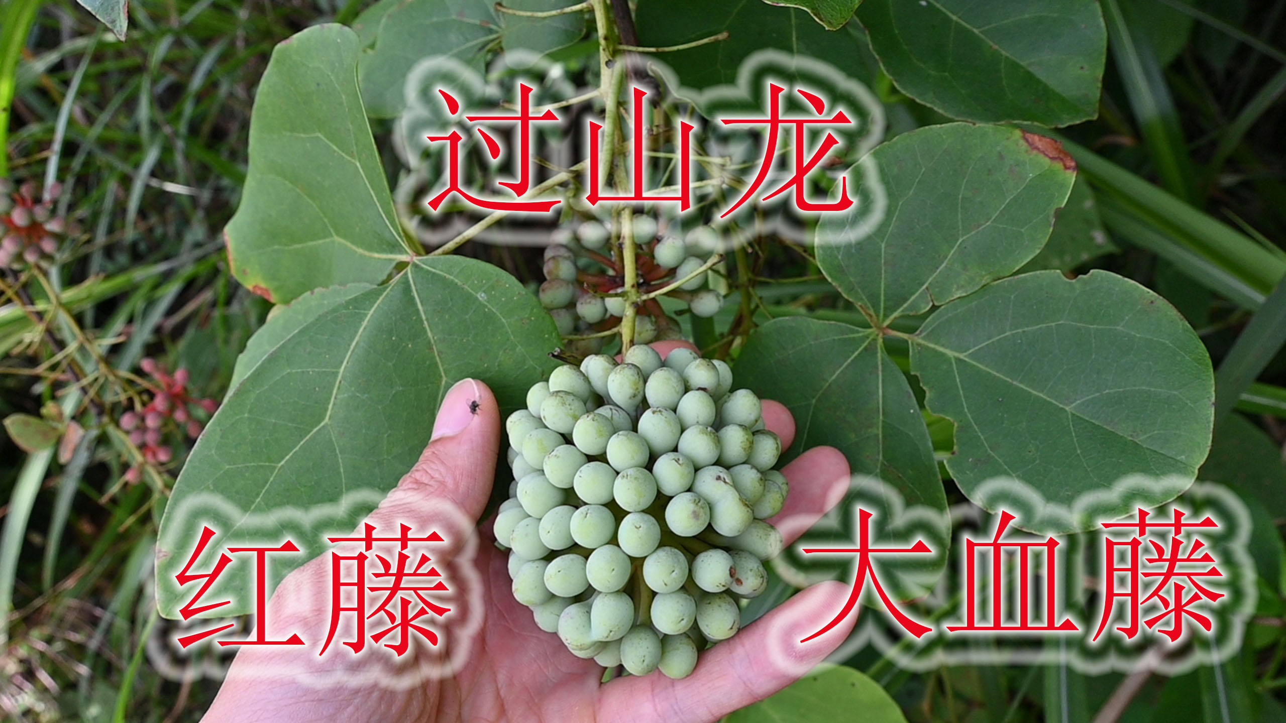 农村俗称“过山龙”植物,木通科学名“大血藤”,名贵药材与观赏