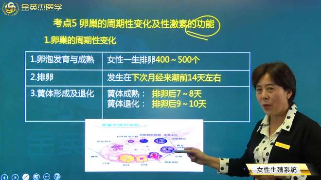 [图]女性生殖系统05卵巢的周期性变化；性激素的功能：雌激素、孕激素