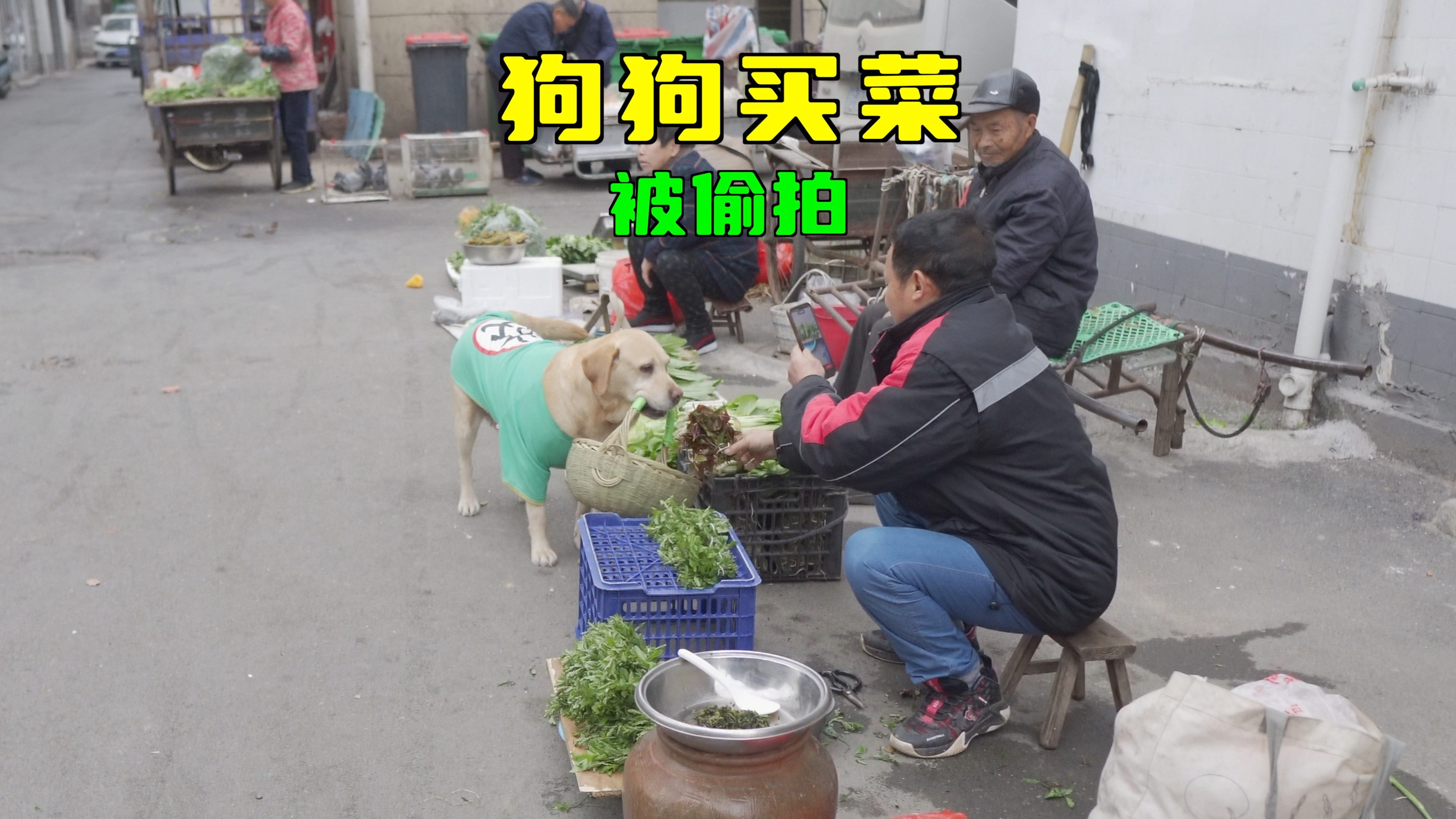 摊主偷拍狗狗买菜,狗狗趁机索要好处,谁亏谁赚?