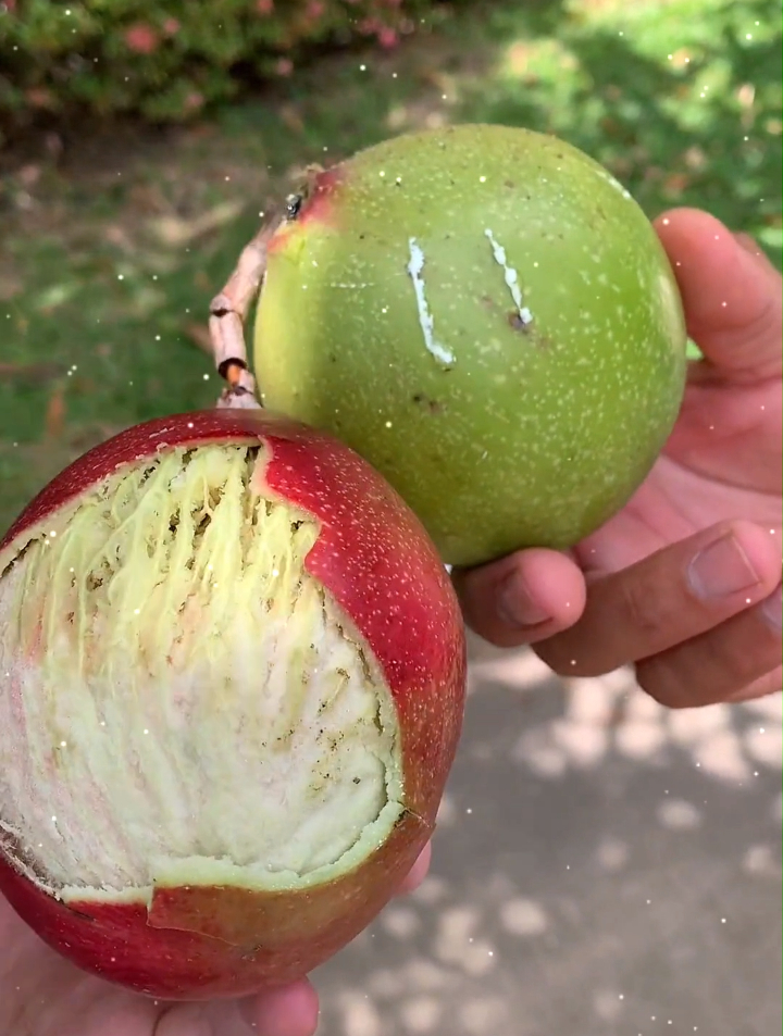 像芒果却不能吃的海杧果蟹肉,贡布胡椒炒贝肉,鱼肉虾饼-度小视
