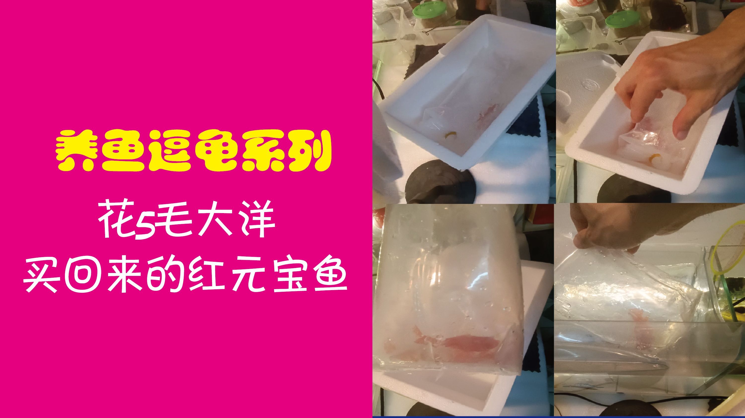 花0.5大洋买的红元宝鹦鹉鱼,收货袋子已漏水,鱼还能活下来吗