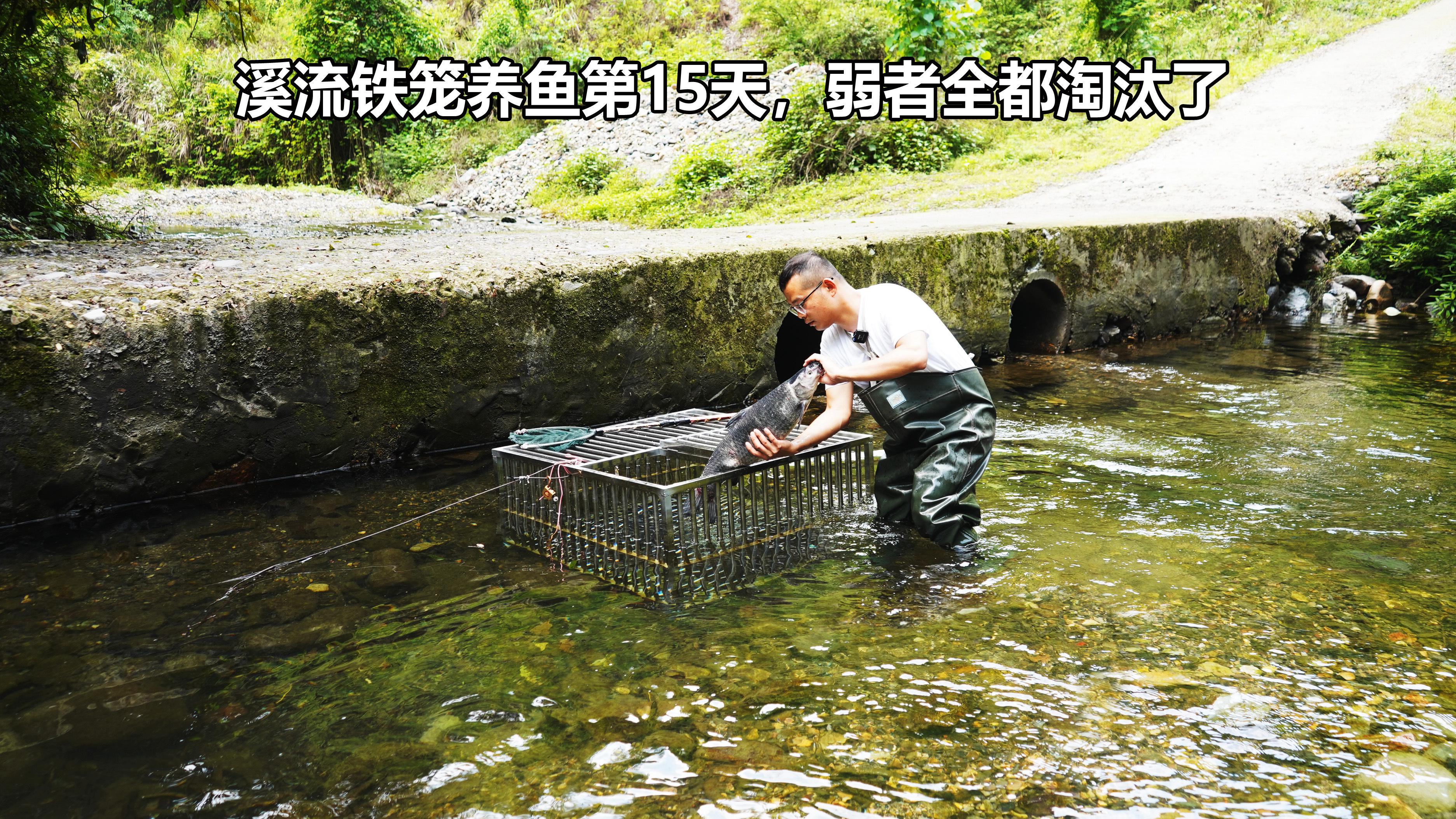 花1000元定制铁笼,抵御洪水溪流养鱼,15天后糟糕情况还是来了