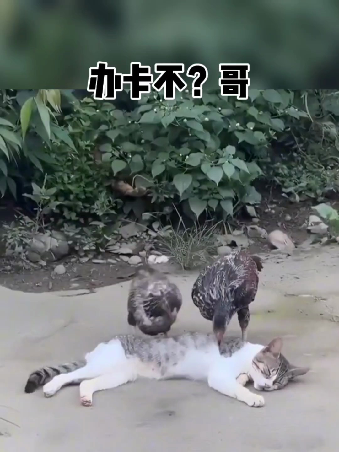 猫行鸡办个卡吧哥?