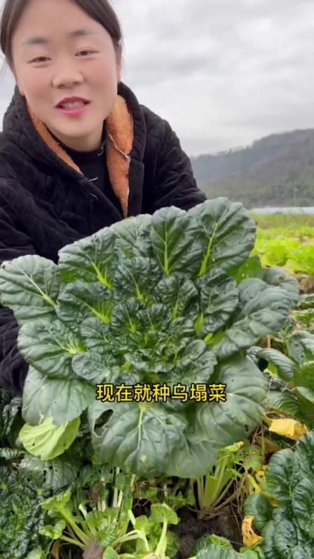 好吃又好种的乌塌菜,高温能播种,低温冻不坏,越冷越好吃!-度小视