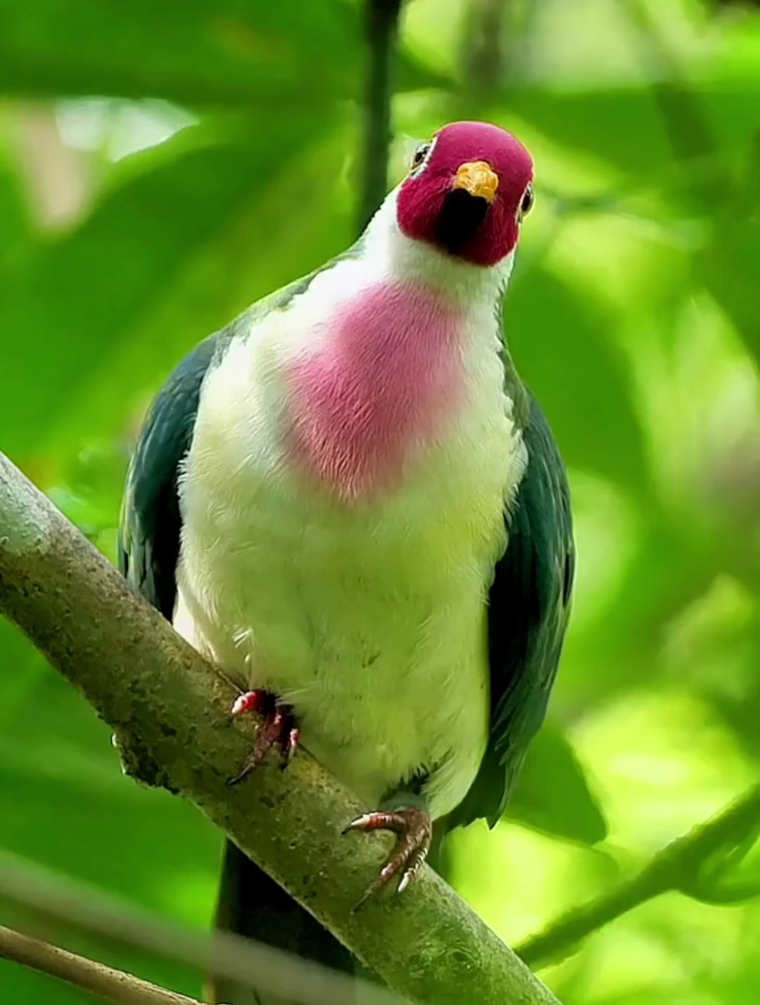 粉头果鸠,一个油头粉面的家伙,它胸前的粉色,还是渐变的-度小视