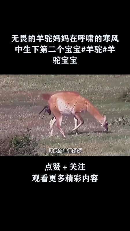 羊驼生宝宝图片