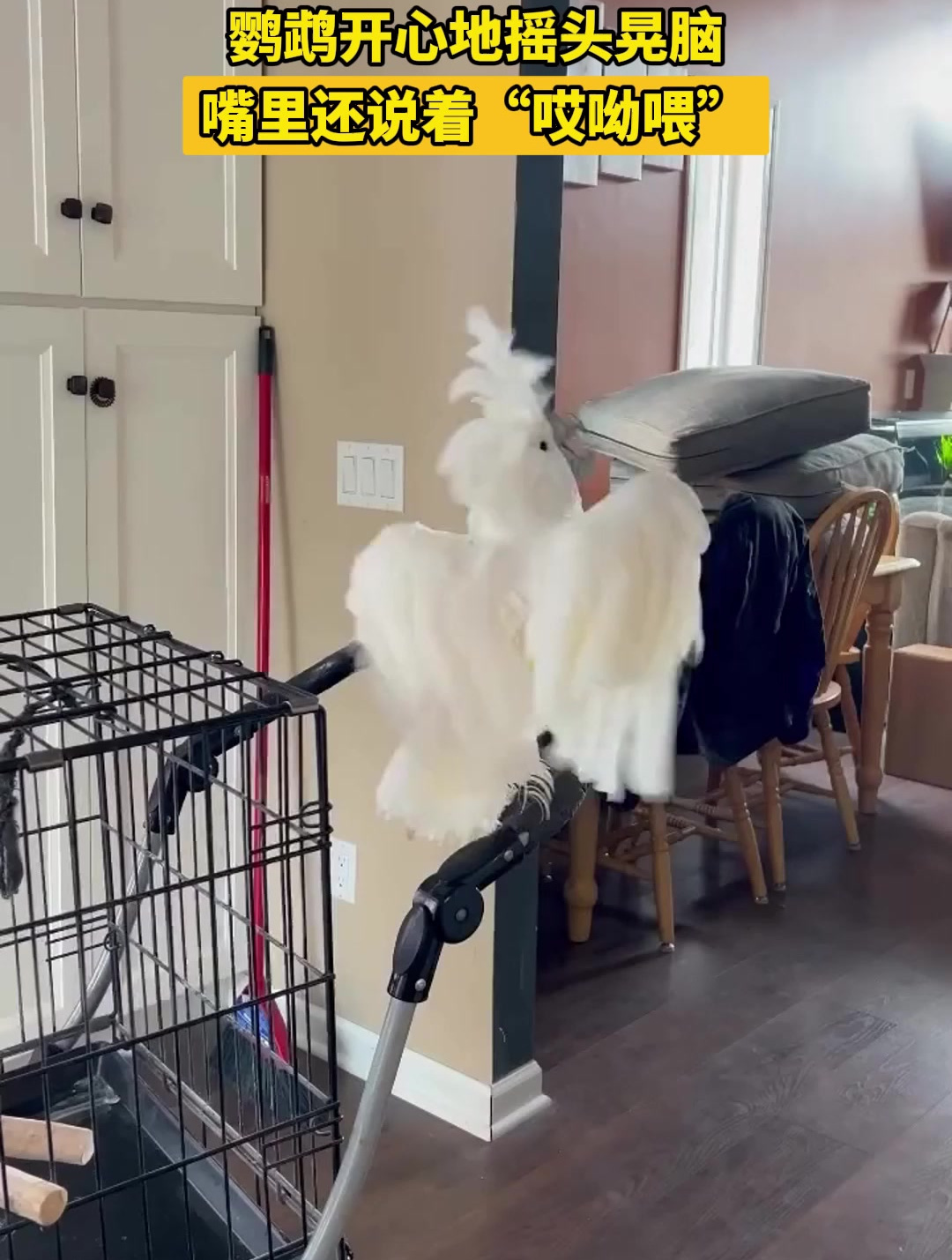鹦鹉开心地摇头晃脑,嘴里还说着"哎呦喂"