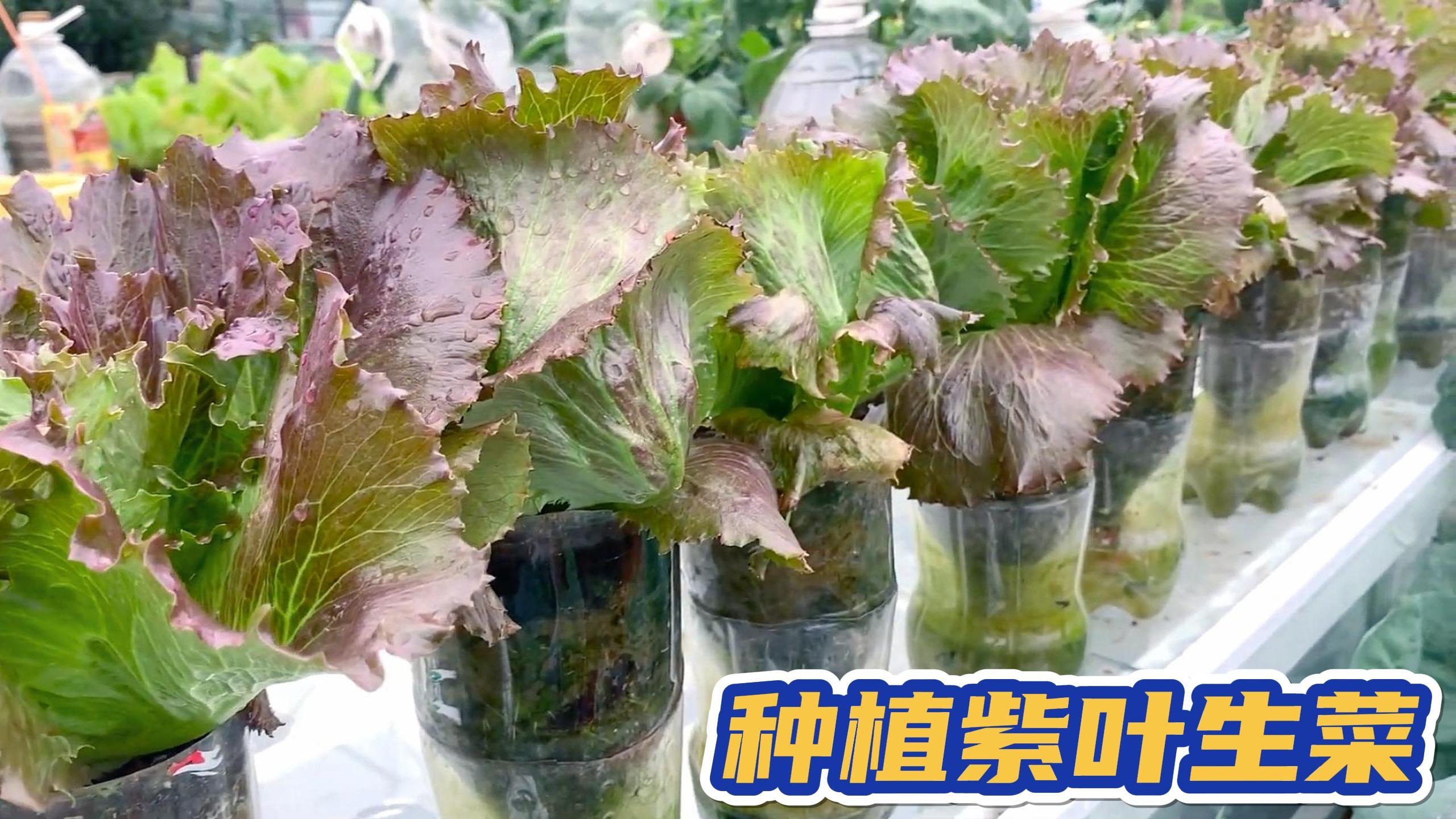 尝试在饮料瓶里种植紫叶生菜,效果非常好,方法简单实用值得一试