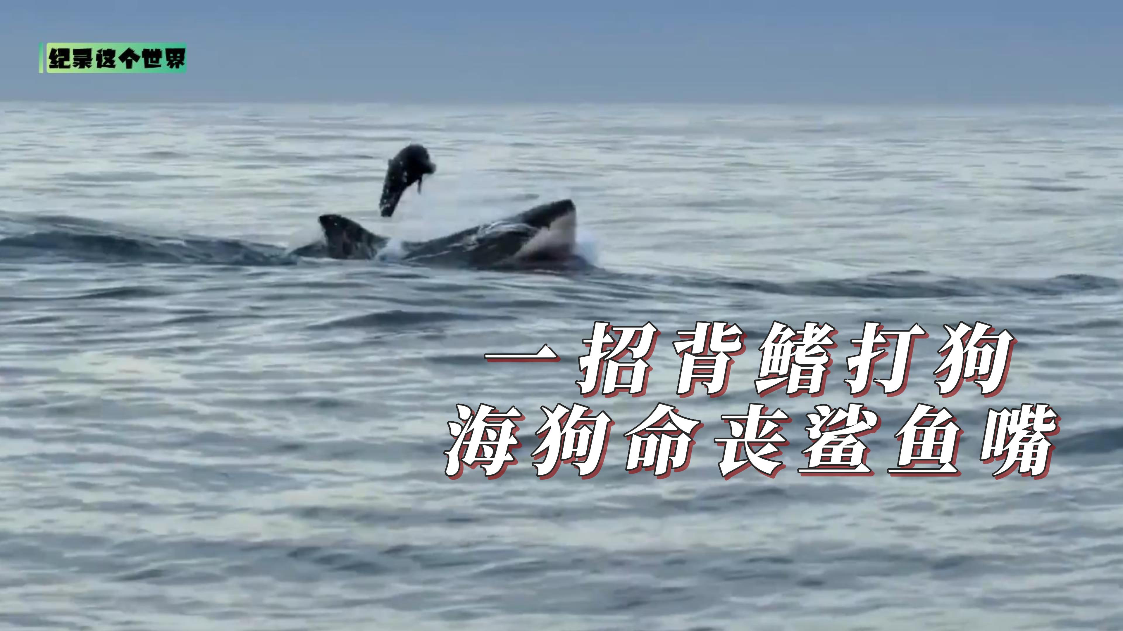 一招背鳍打狗,小海狗命丧鲨鱼嘴