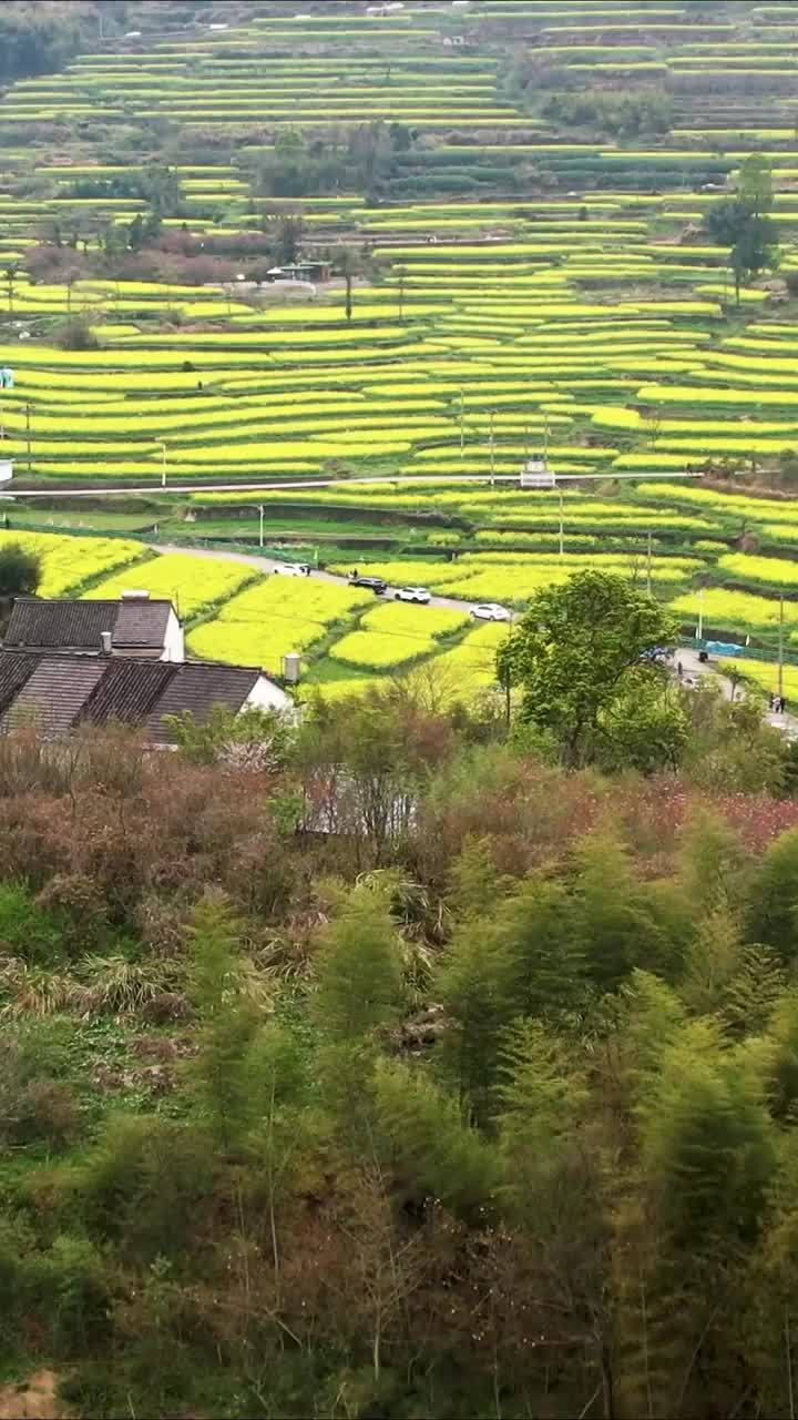 宁波奉化大堰梯田油菜花盛开金色山村美若油画