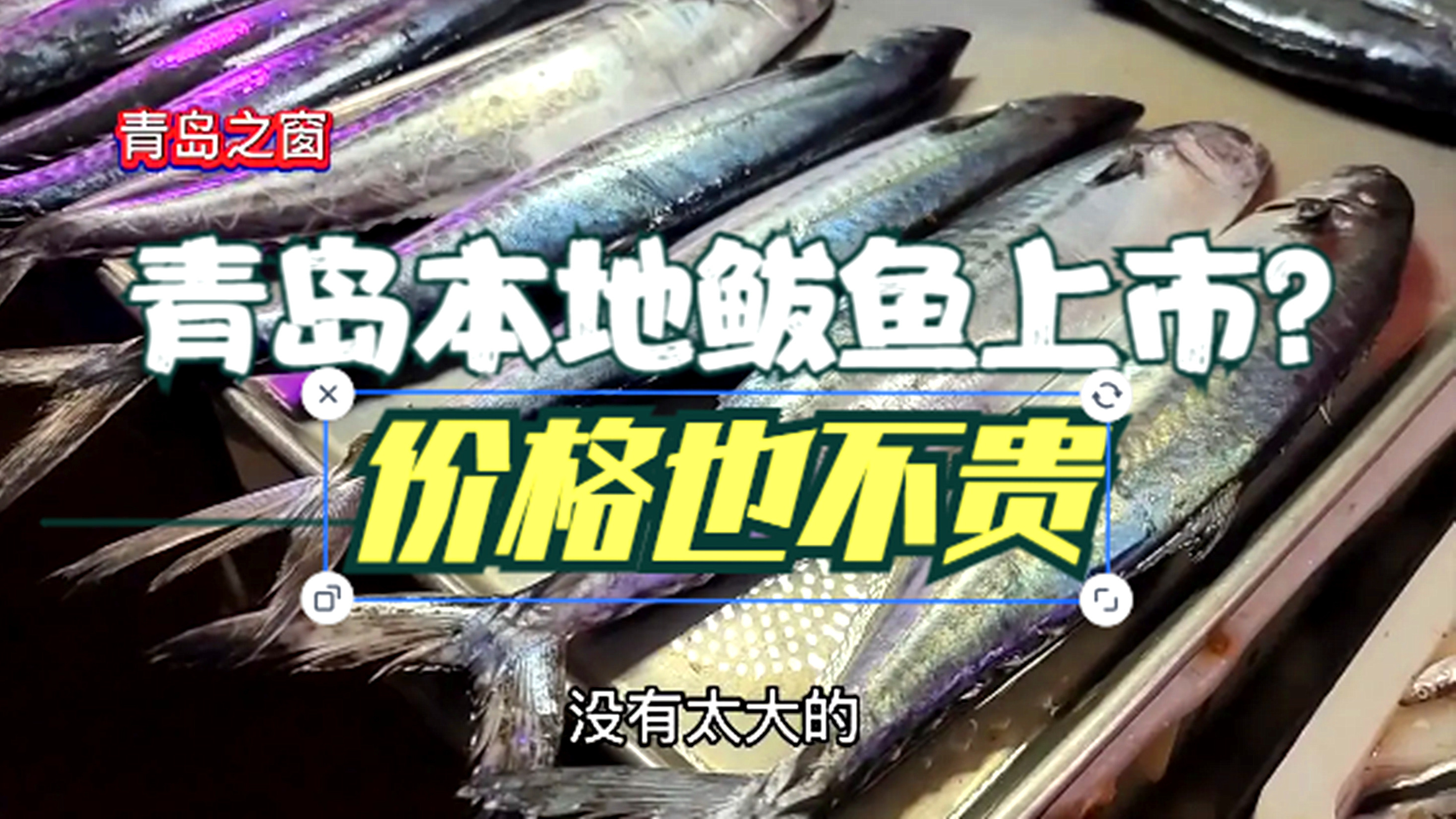 青岛早市,本地鲅鱼新鲜上市,25元一斤,还有18元一斤的