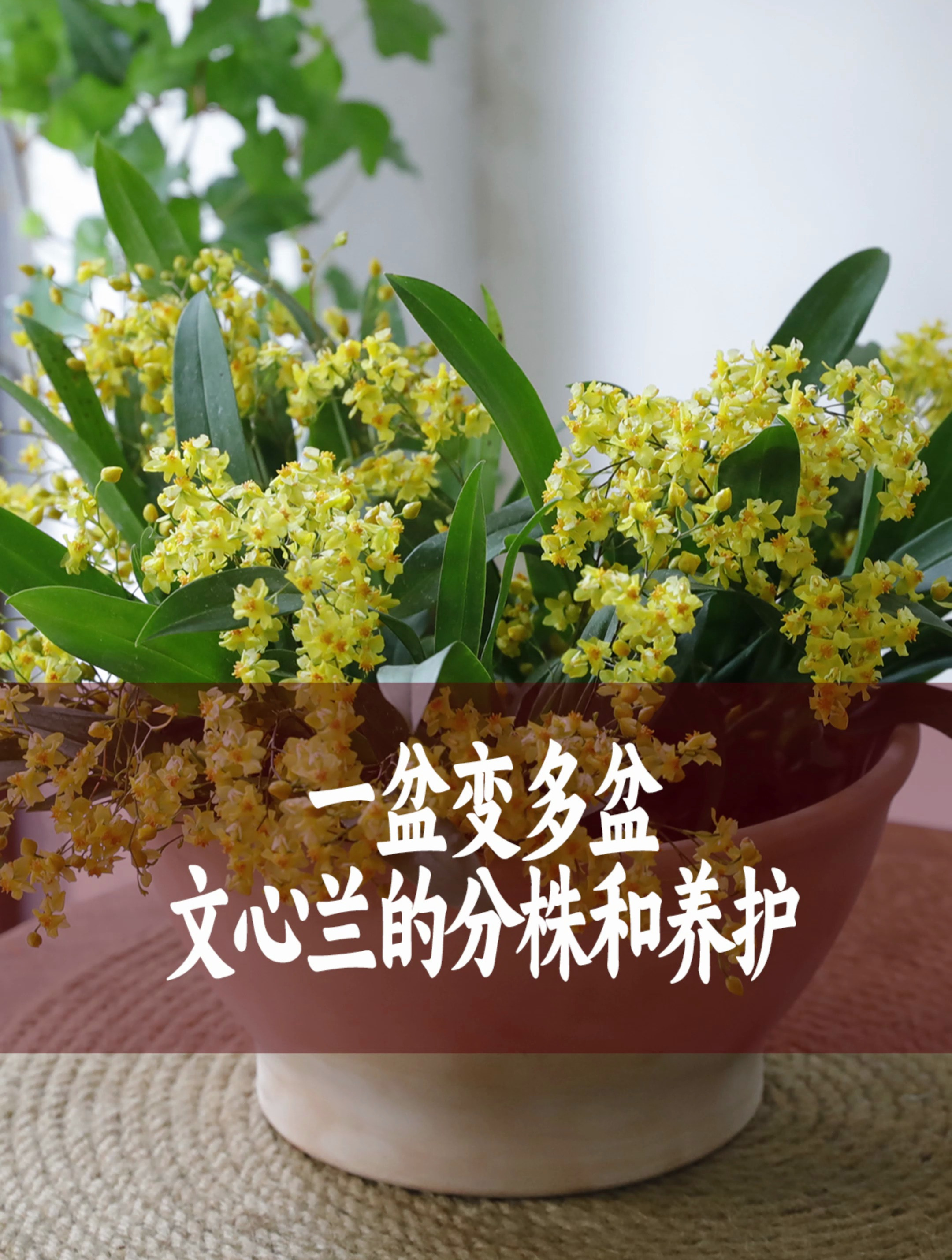 文心兰怎么样一颗变多颗?惠惠分享文心兰的分株和养护教程