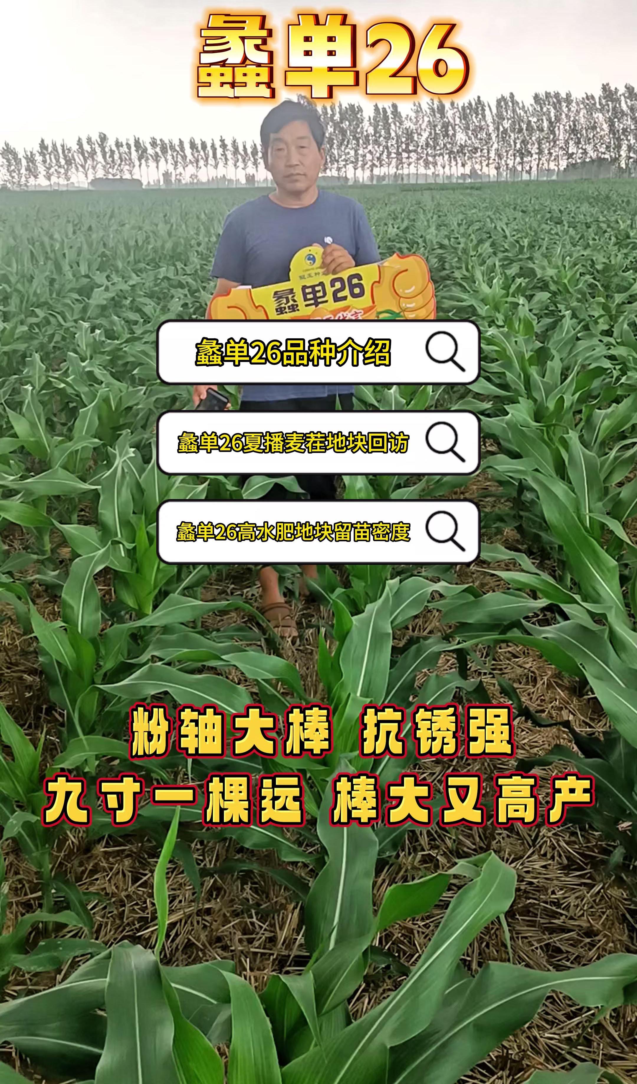 玉米种子批发,种子批发,农村种子批发,矮杆大棒玉米种子