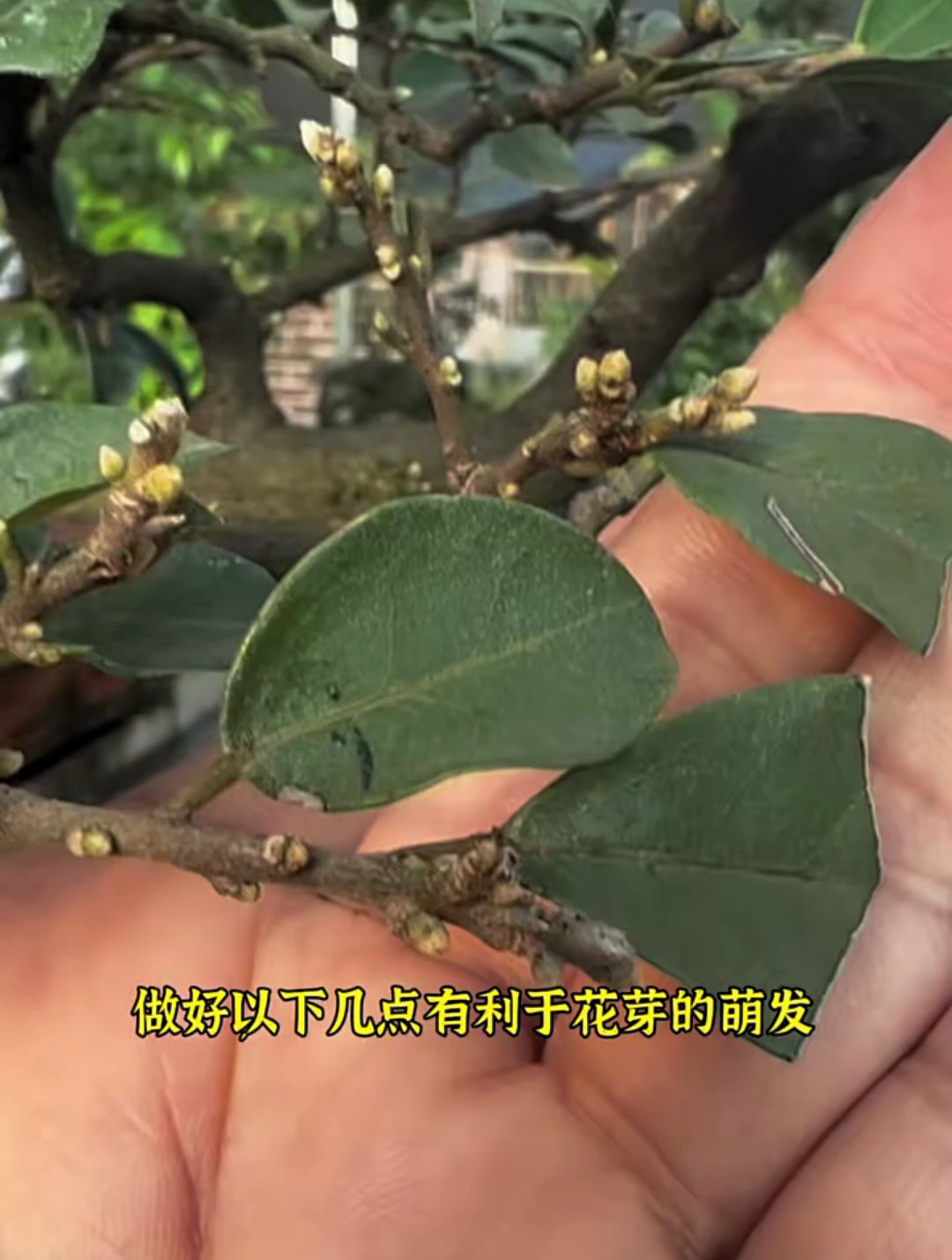 金弹子花芽与叶芽区别图片