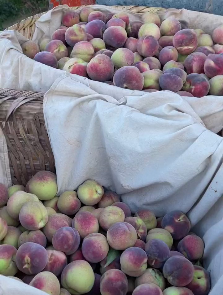 四川的桃,大凉山的桃,冬桃,冬季的新鲜水果