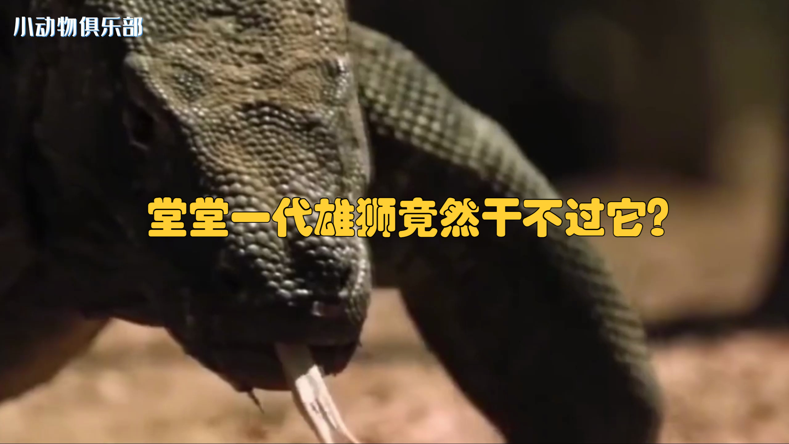 狮子打不过巨蜥?