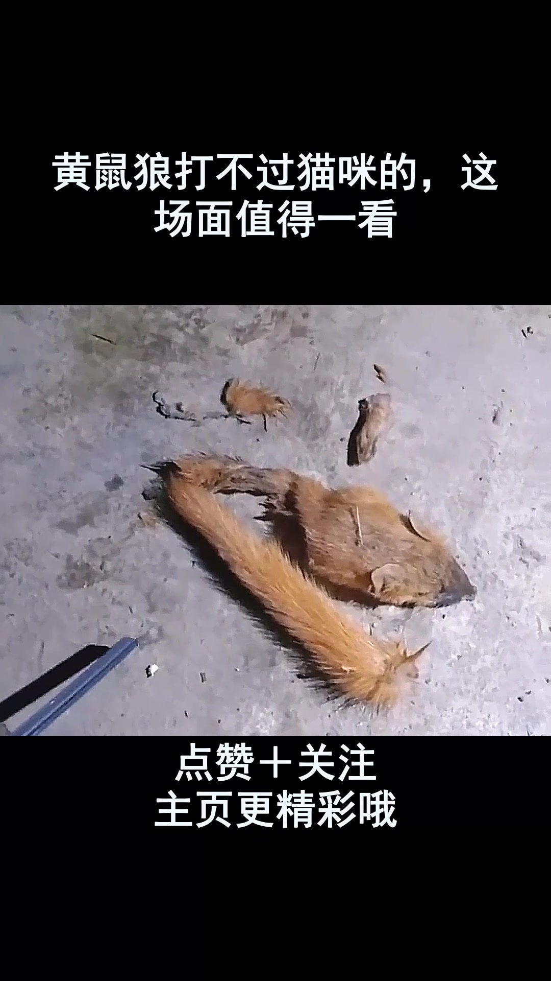 黄鼠狼抓老鼠比猫厉害图片