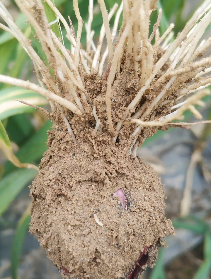 大蒜蒜蛆的防治,选对时期,效果能提高一半,进来