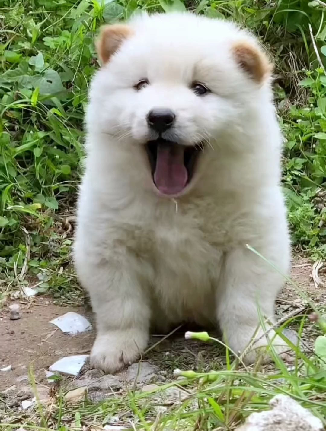 中华田园犬之白土松