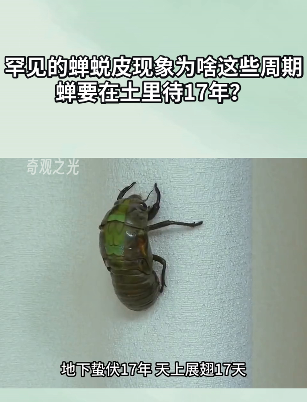 蝉为什么会蜕皮手抄报竖着画为什么在线