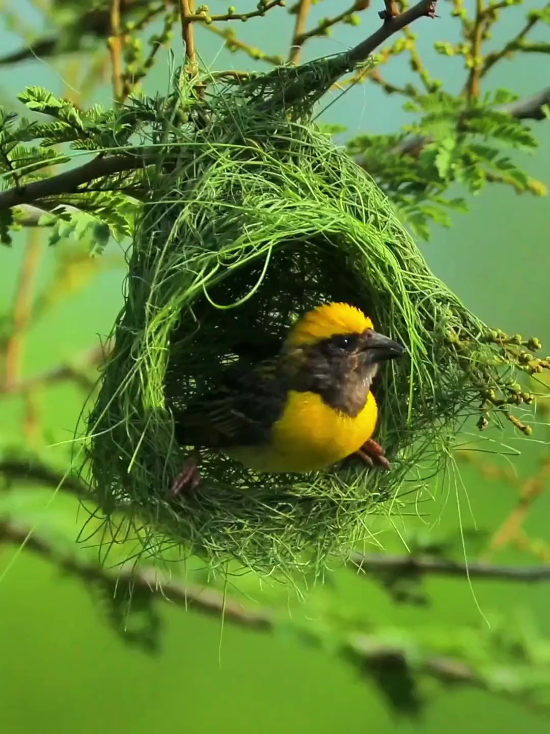 织布鸟是唯一会打结的鸟 房子建造的像艺术品