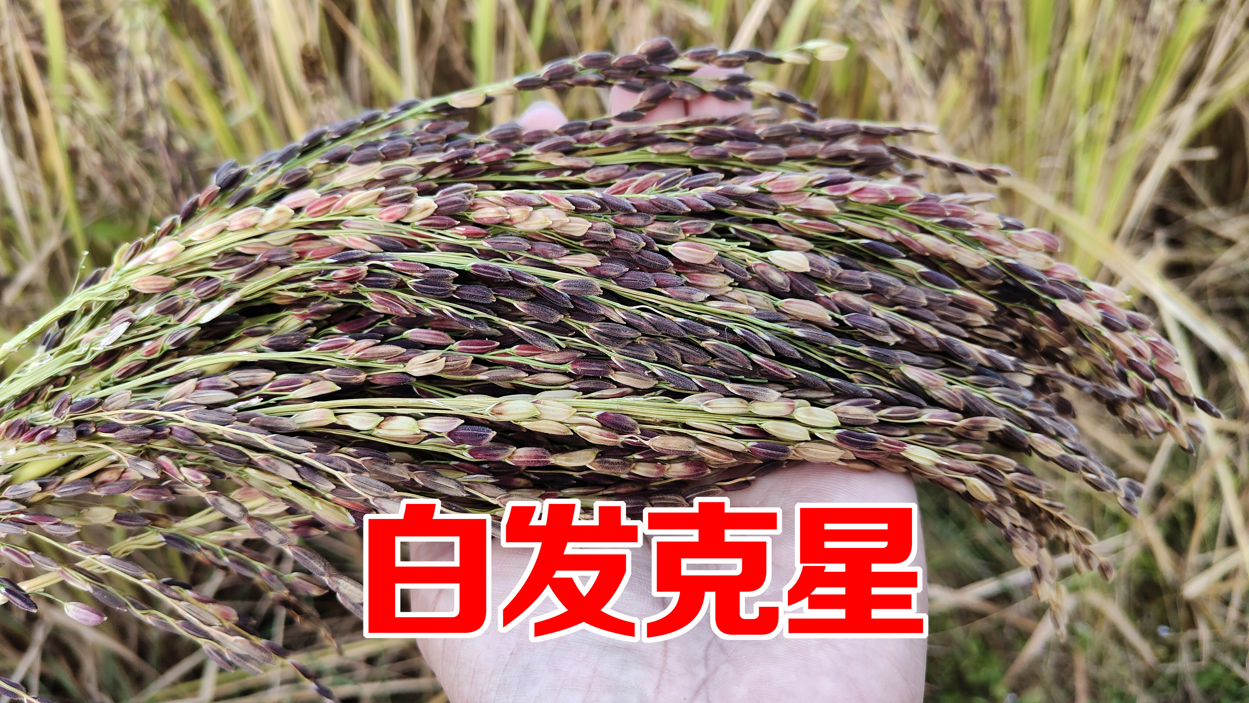 黑米又名黑珍珠,被农村人称为“白发的克星”,好处原来这么多?