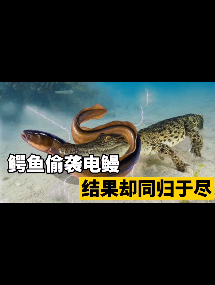 鳄鱼偷袭电鳗,却被电鳗高压吓懵,结果两者同归于尽!