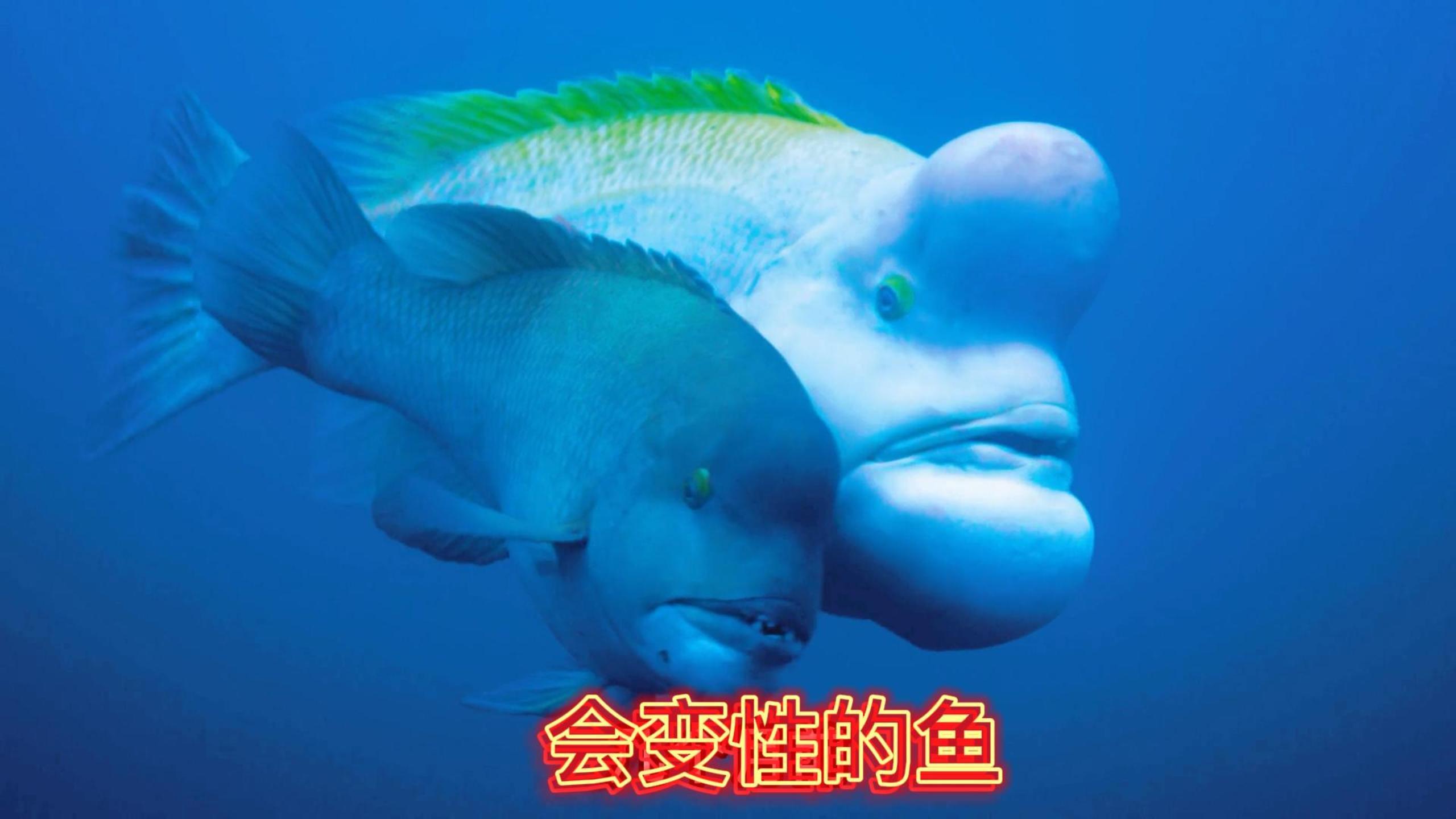 会变性的鱼,海底世界奇葩鱼类探秘