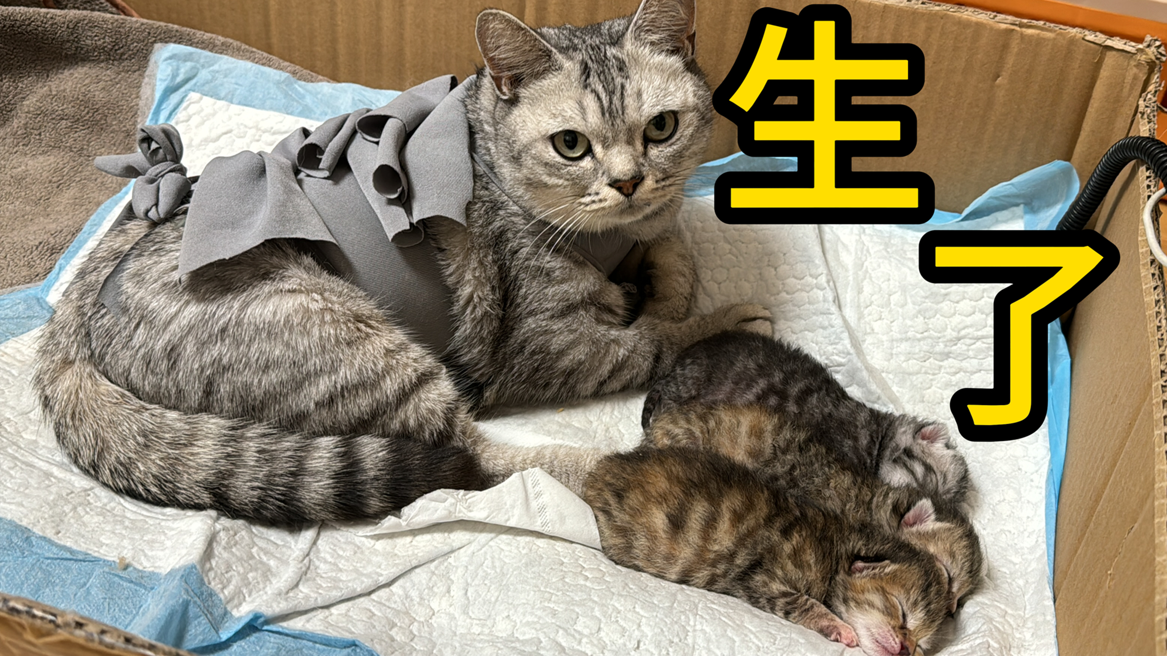 给流浪猫八喜做了剖腹产后,无奈只能人工喂养三只小奶猫