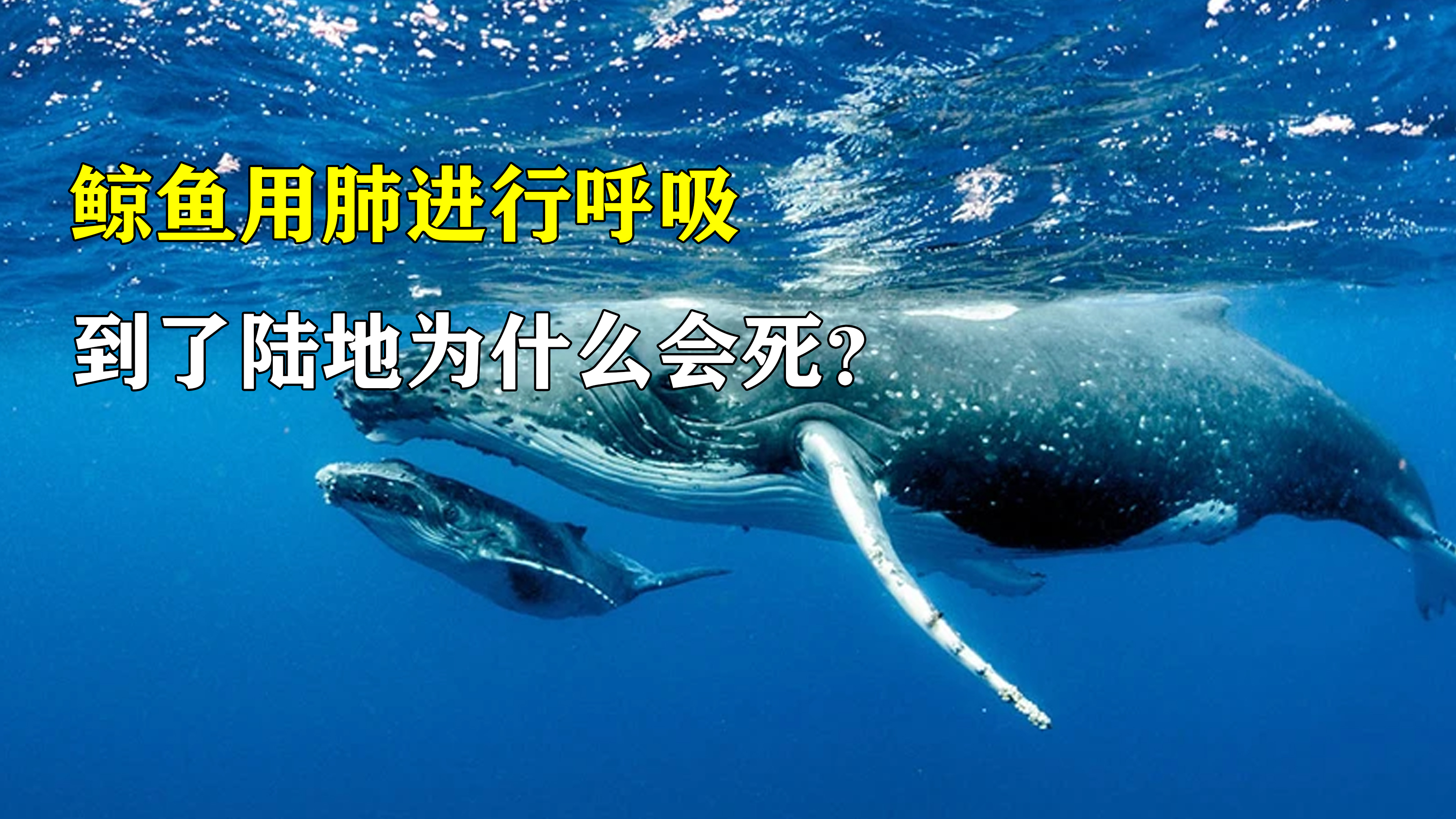 鲸鱼靠着肺进行呼吸,为什么离开水搁浅后,很快就会死亡?